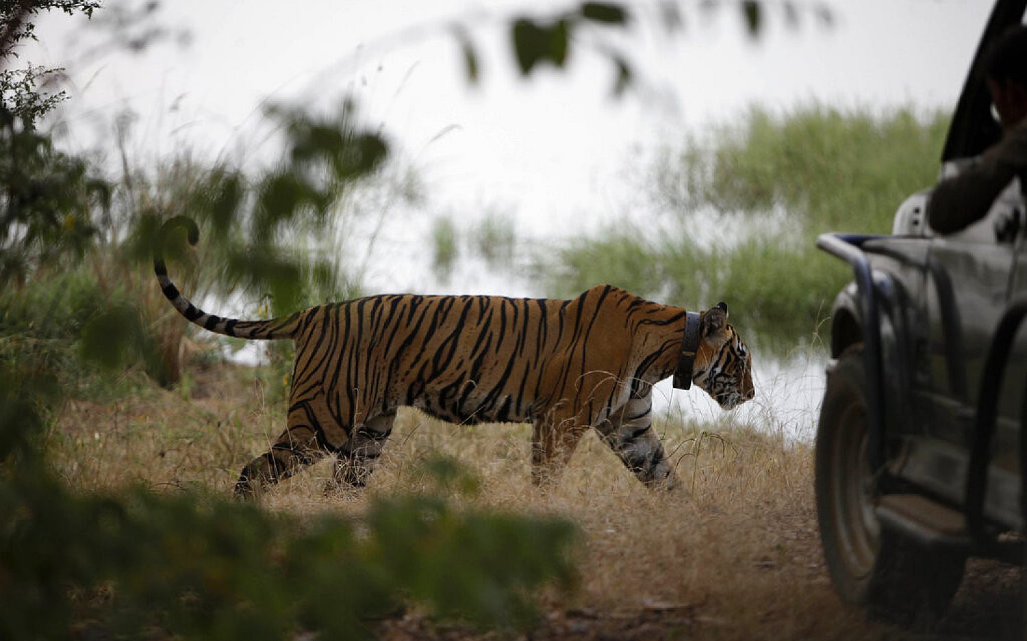 3 indiatigers AP