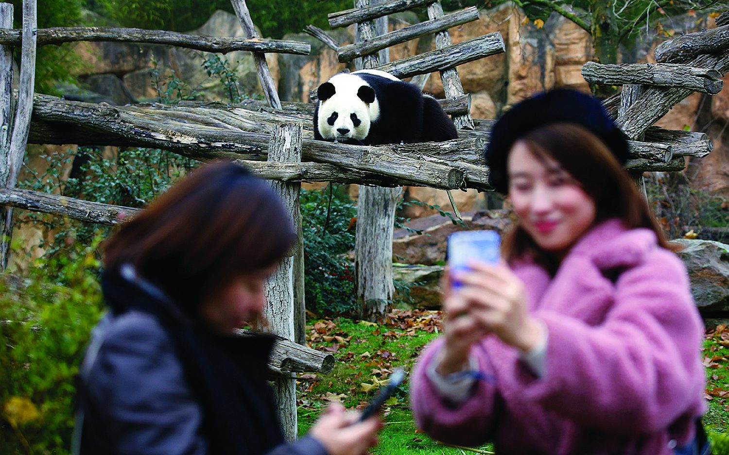 3 monkeys and pandas