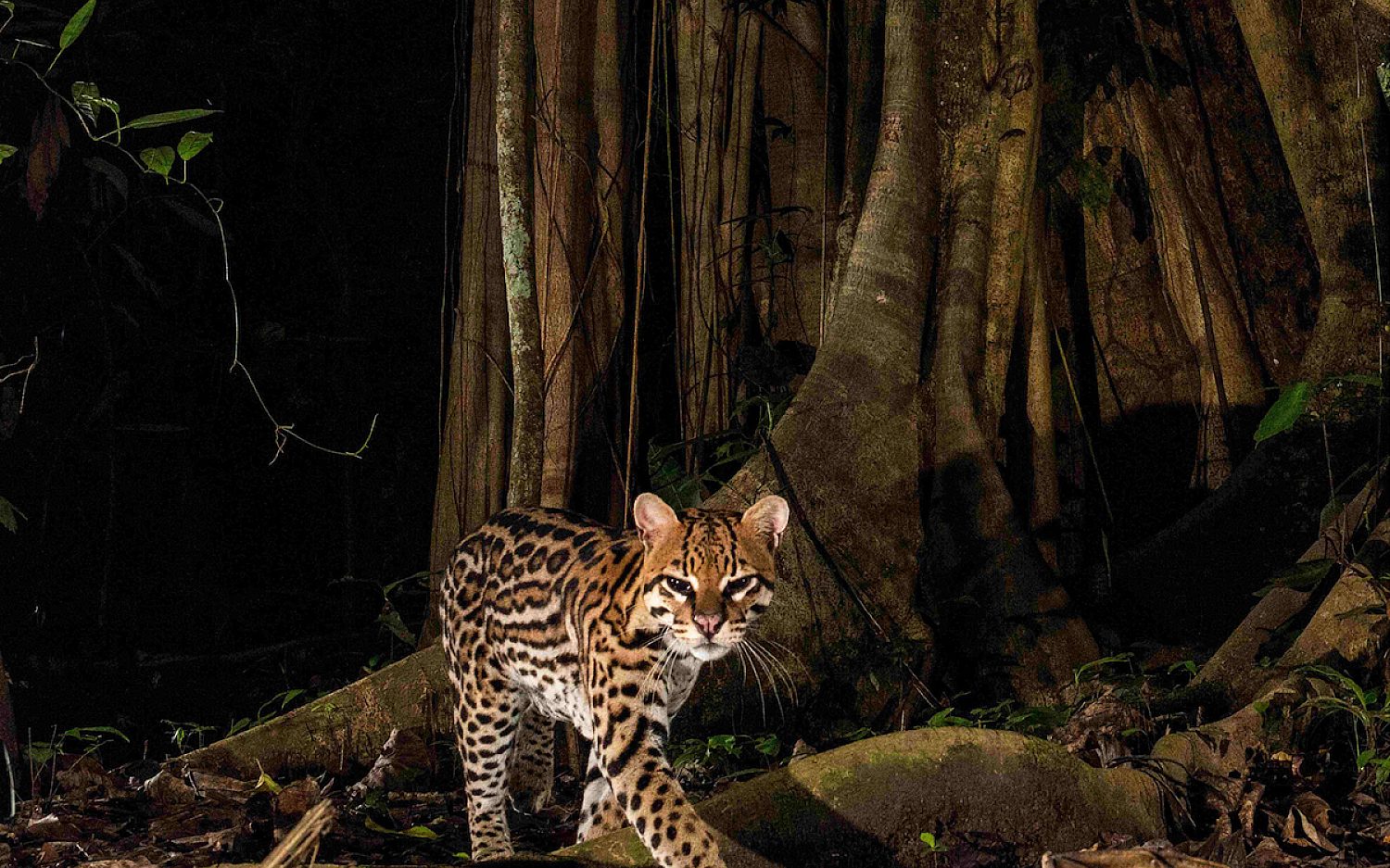 3 ocelot credit Fortunato Rayan