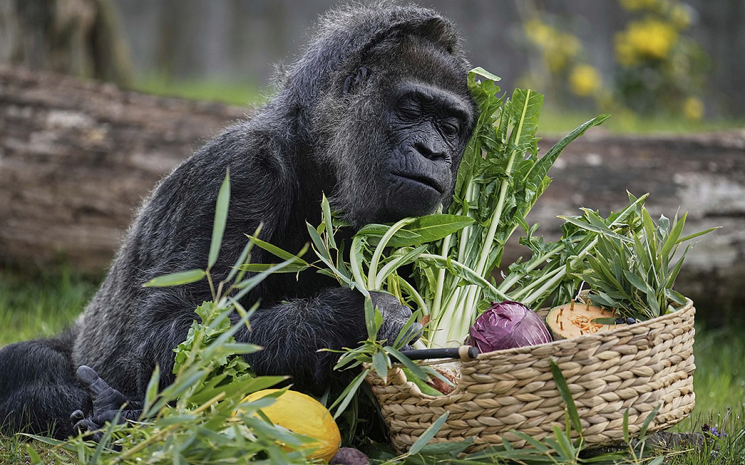 3 oldest gorilla AP