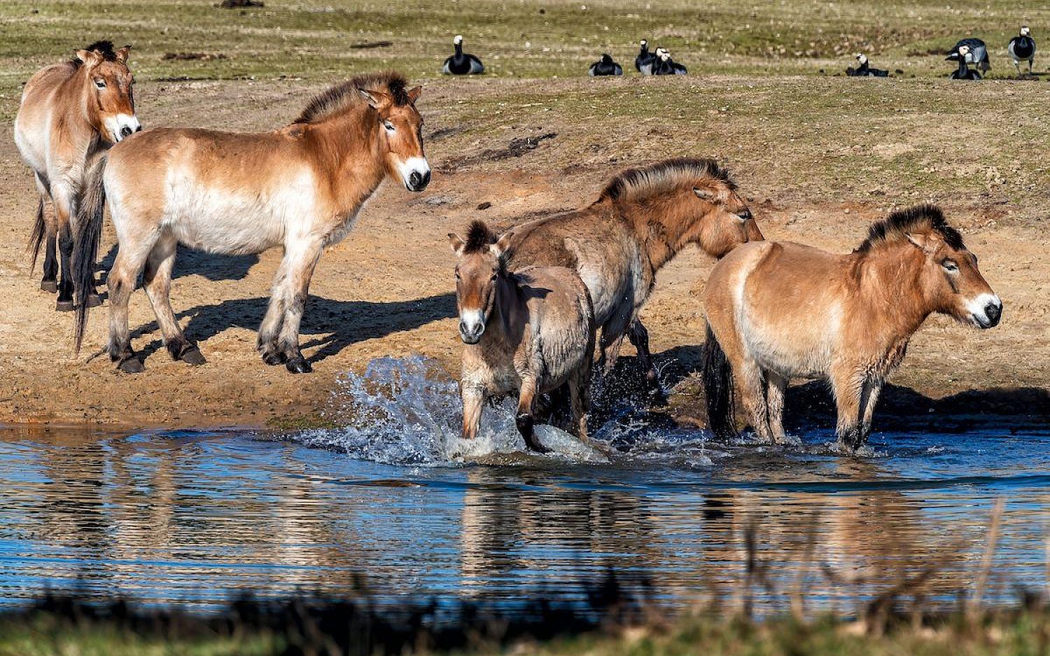 3 phorse Envato