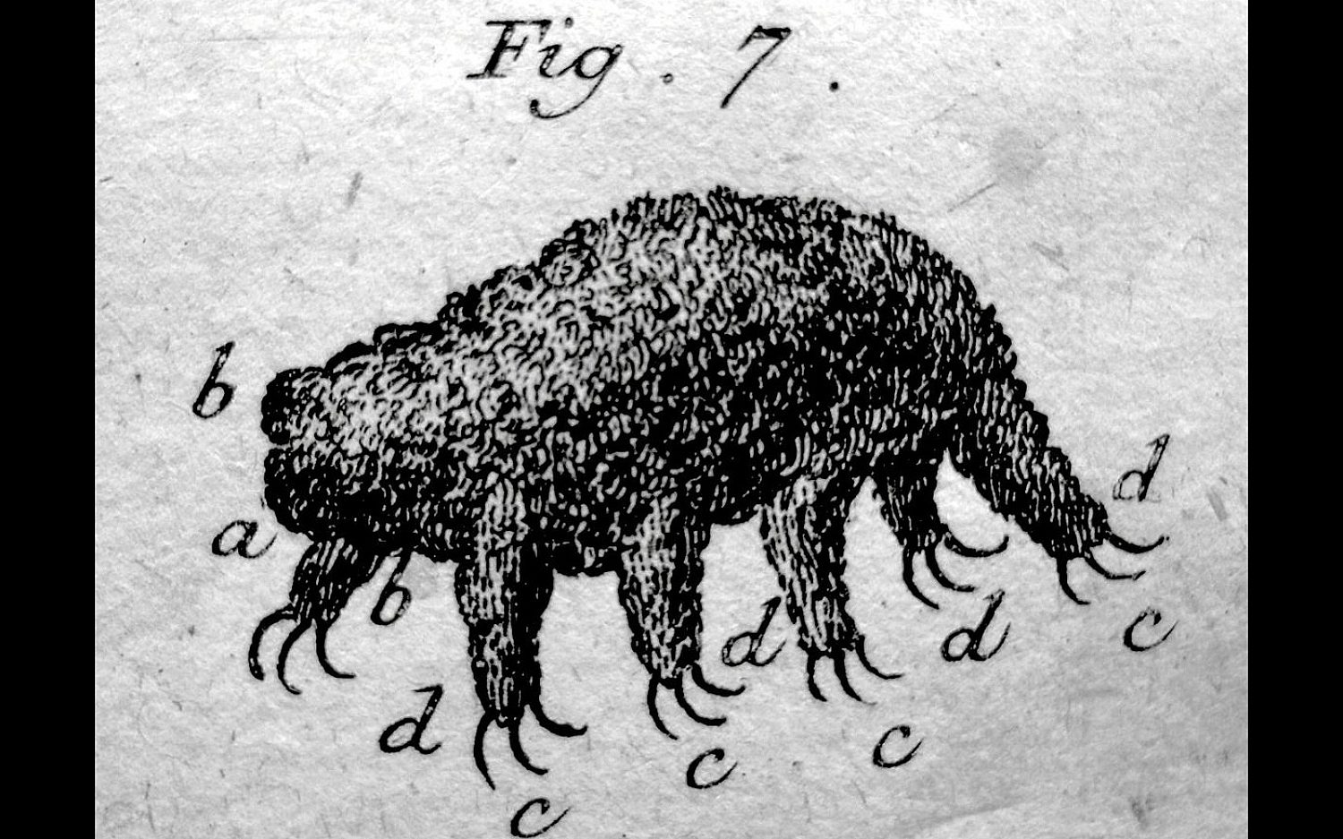 3 tardigradetough public domain