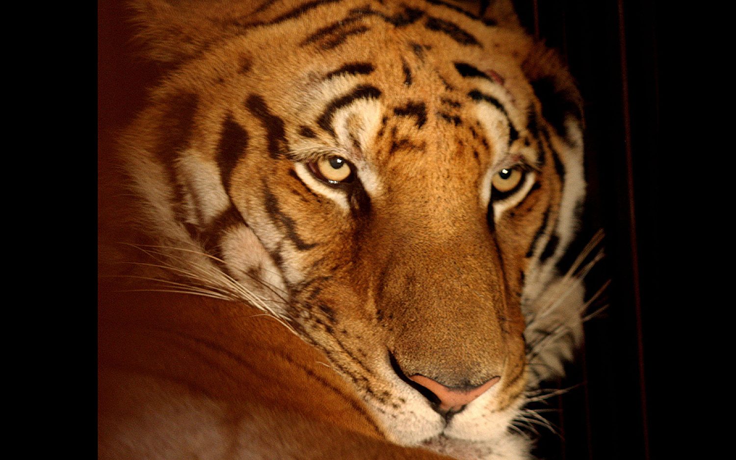 3 tigertypes AP