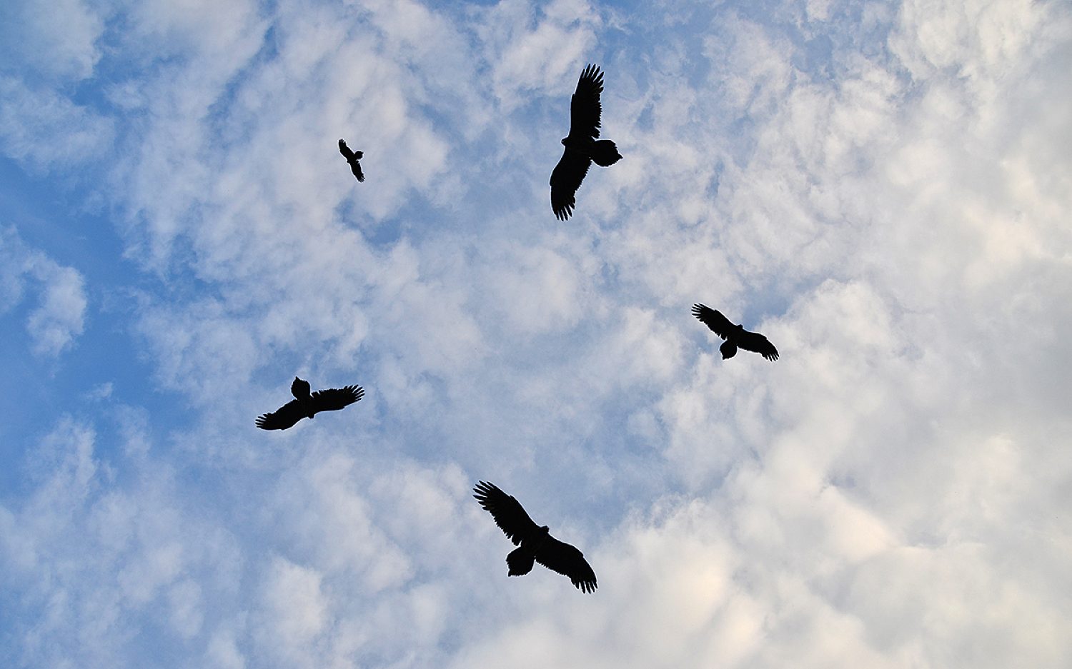 3 vultures 123 RF2 k
