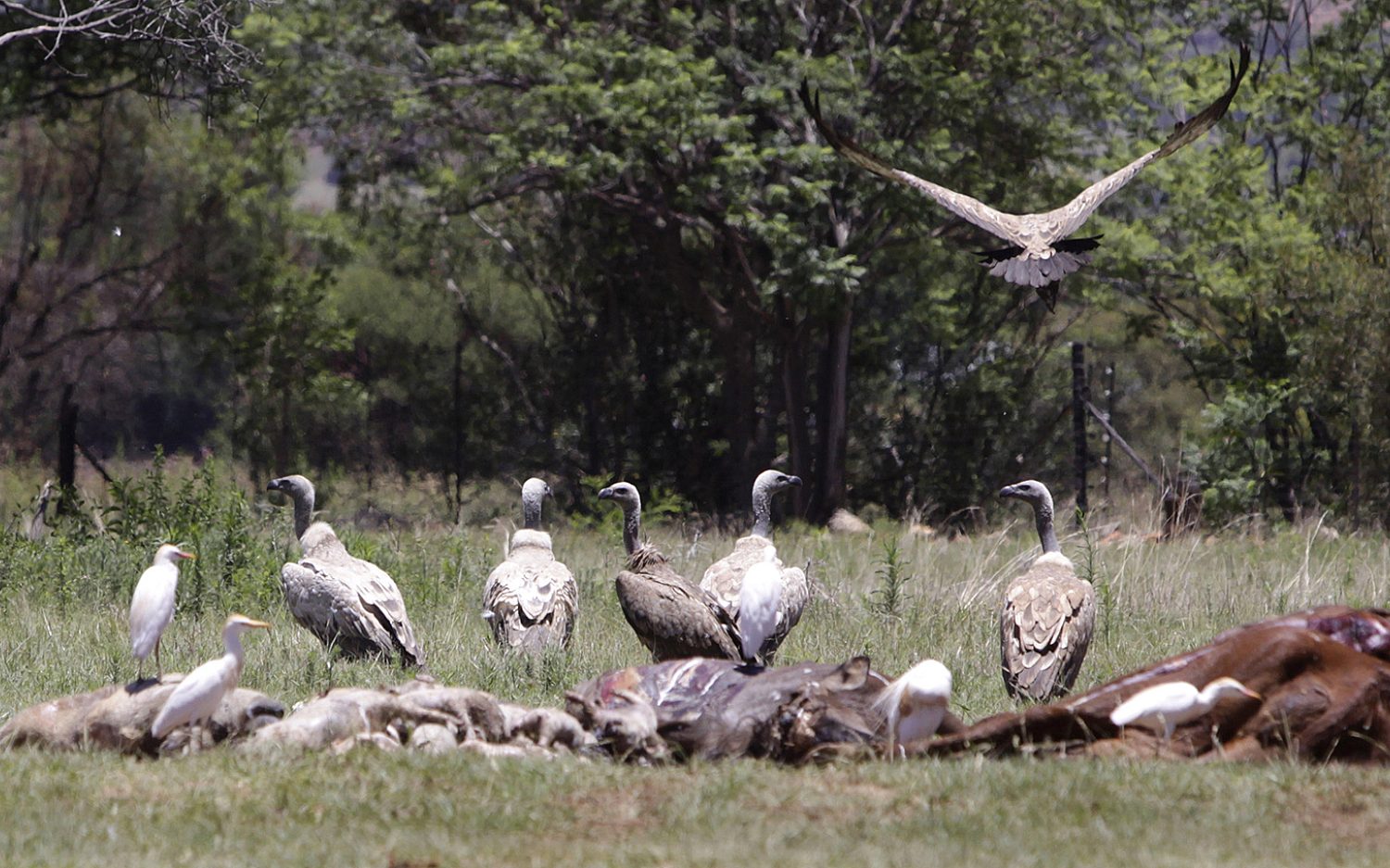 3 vultures AP k