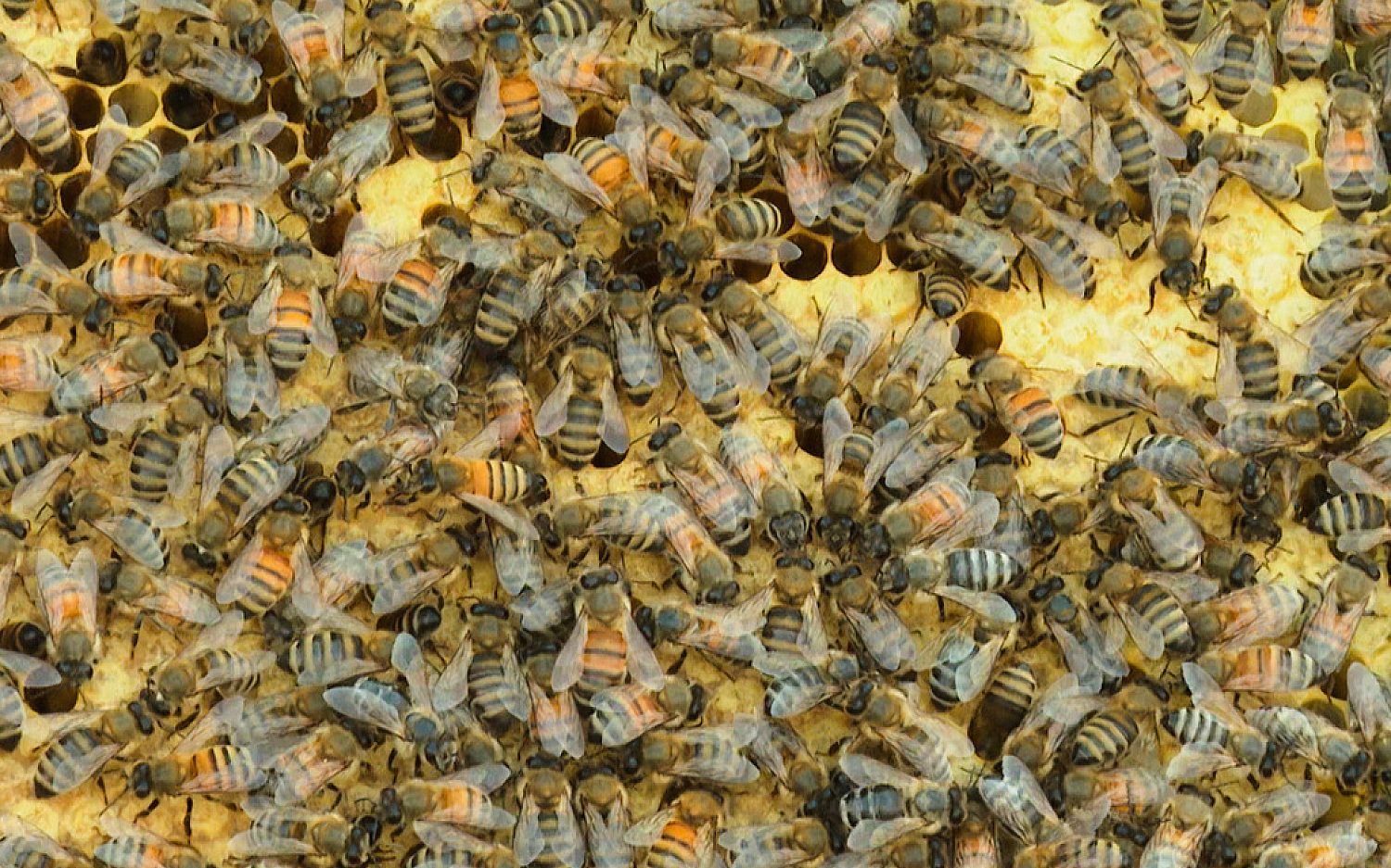 4 Dog and bees AP