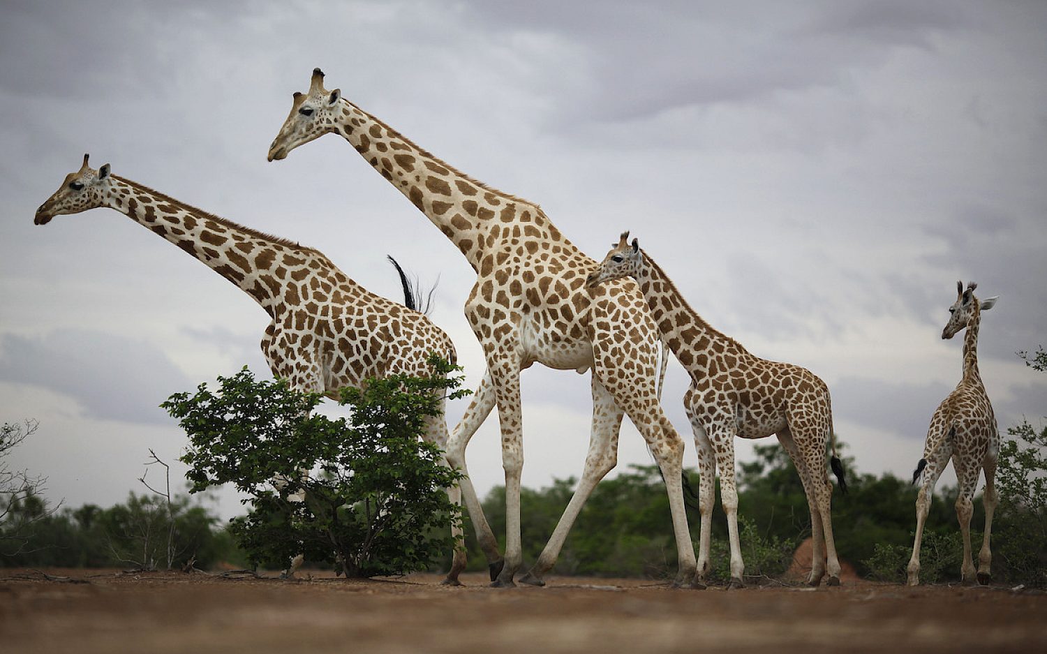 4 Africa Car AP k