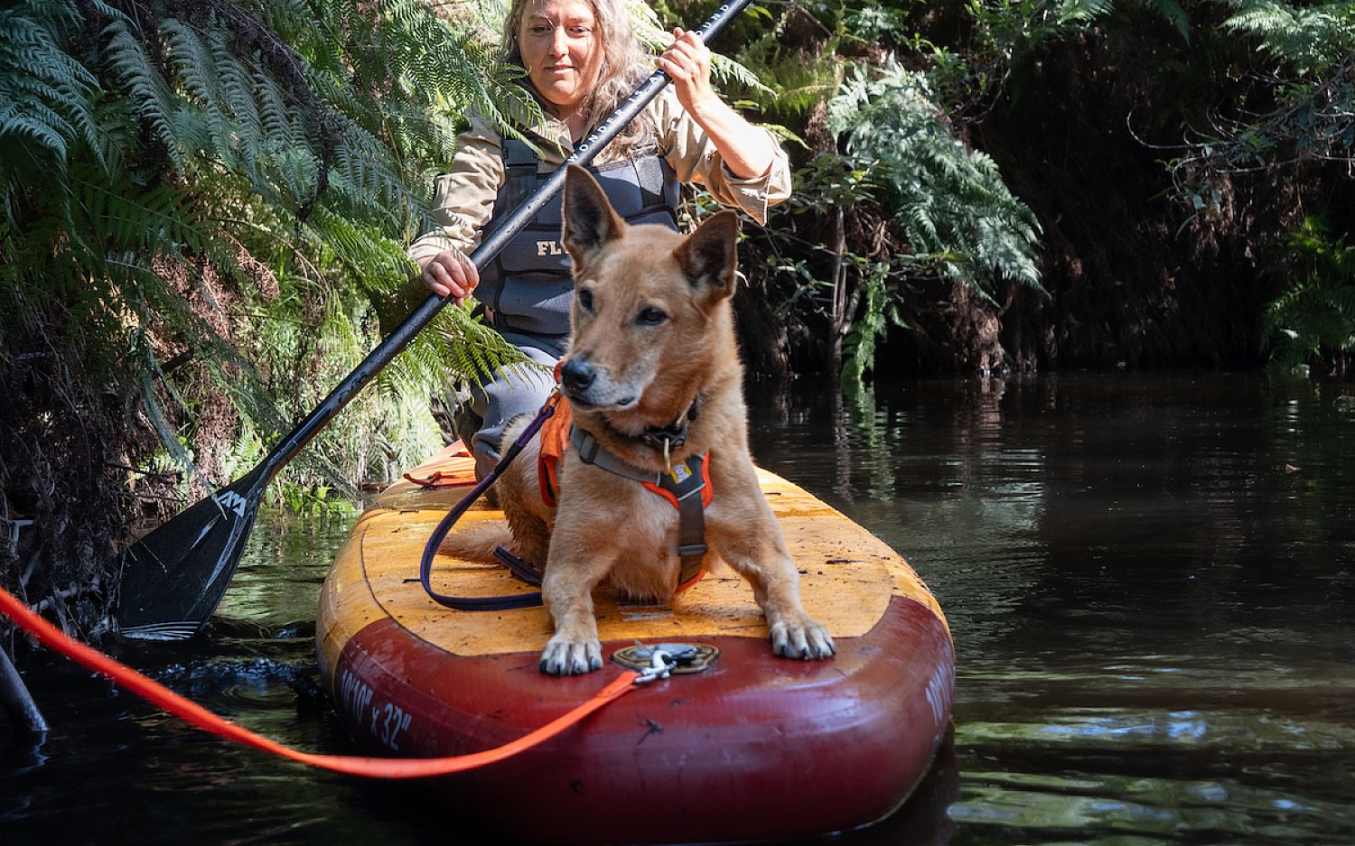 4 Dogs help Rick Hammond Zoos Victoria t