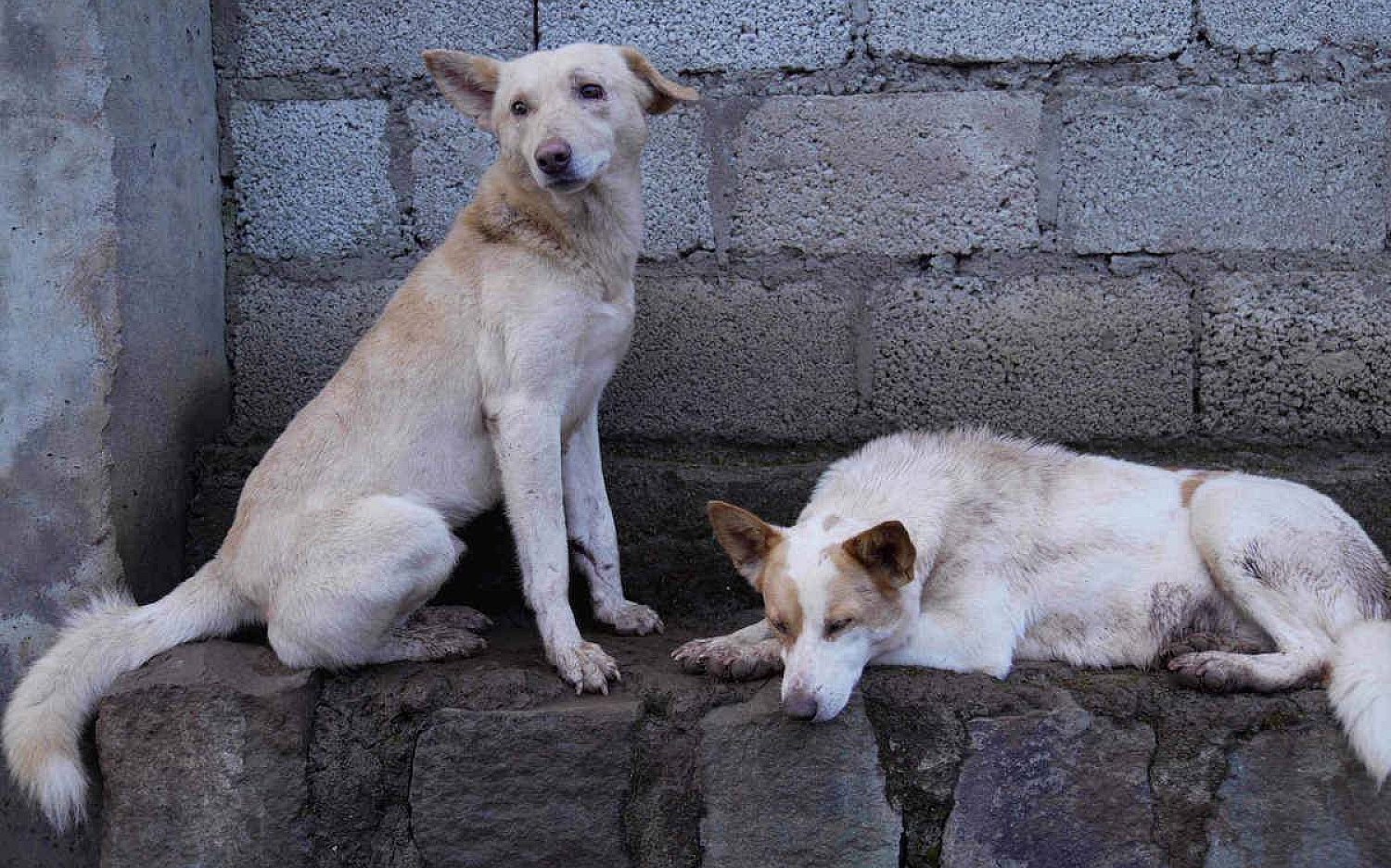 4 Ethiopia dogs AP k