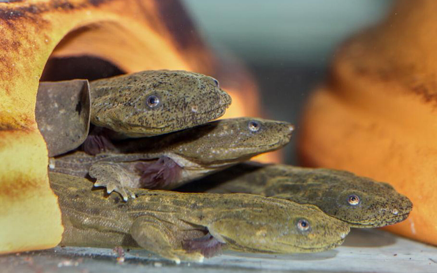 Hellbenders Honored | God's World News