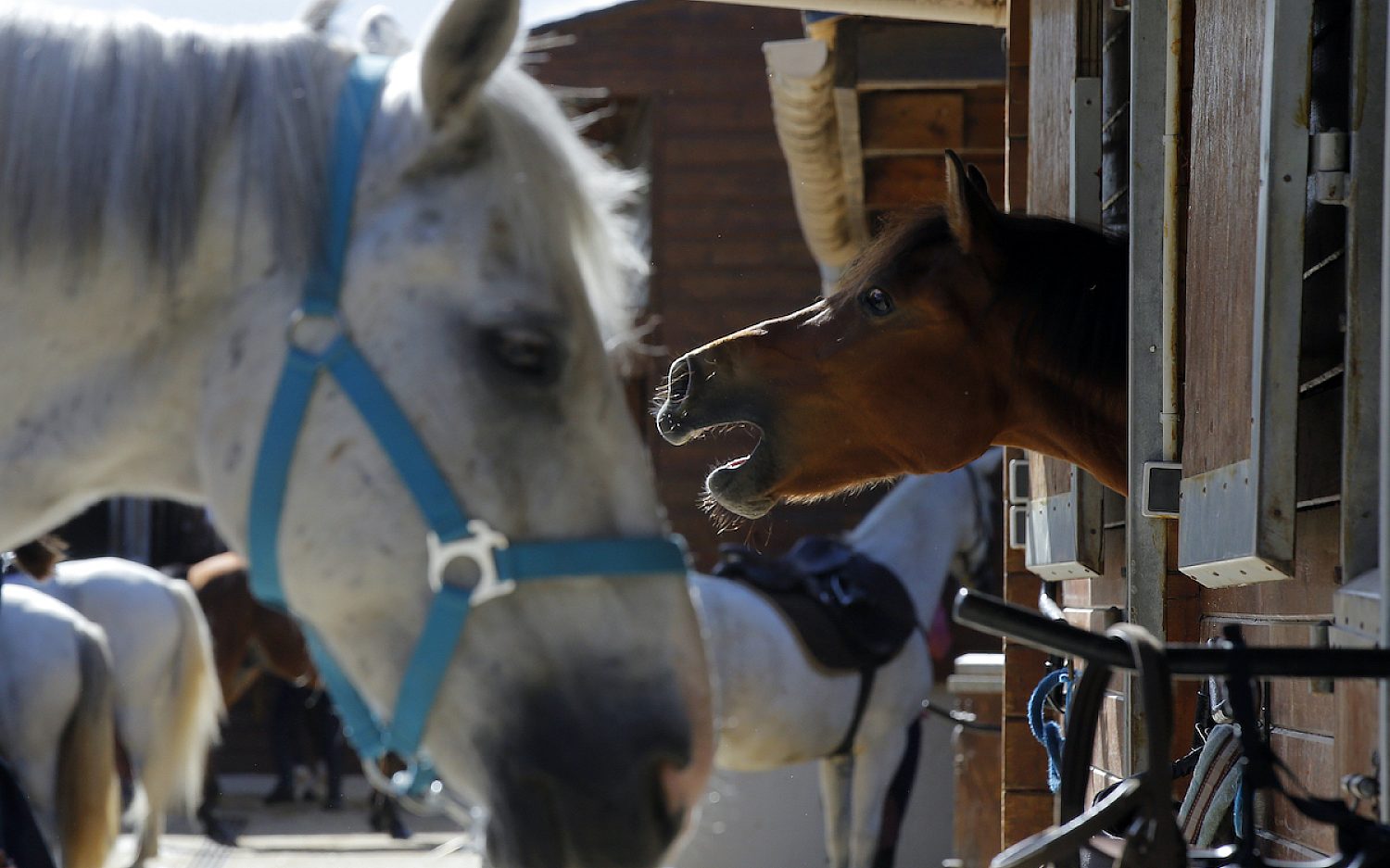 4 Horse neigh AP k