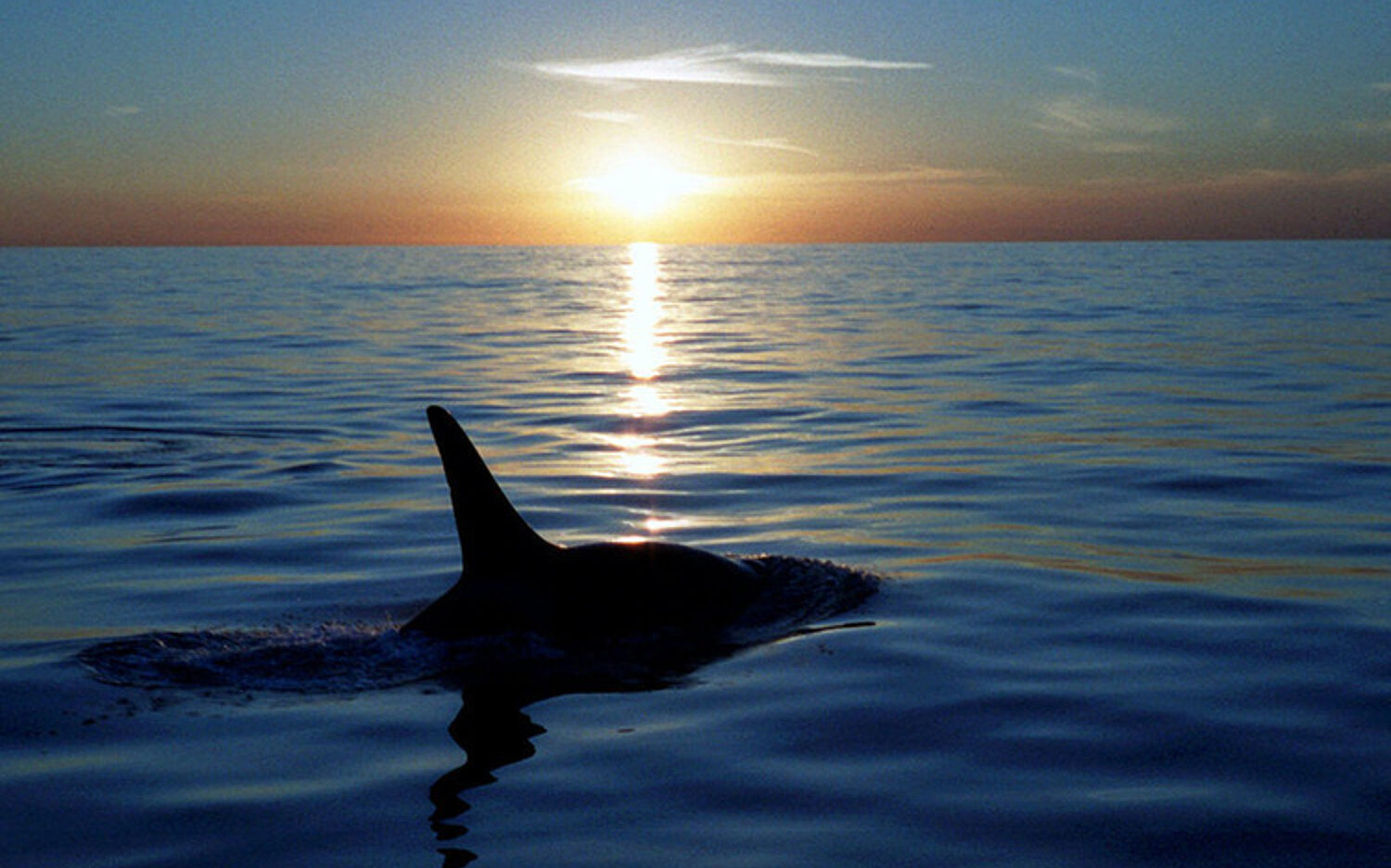 4 Lolita Capture 750x503