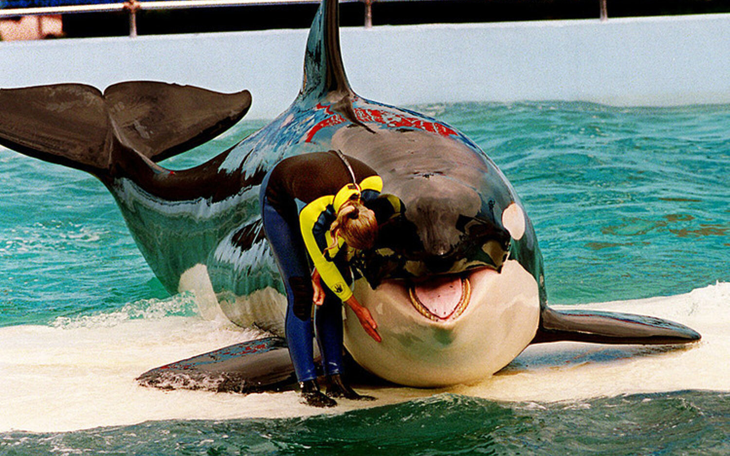 4 Lolita Whale 750x510