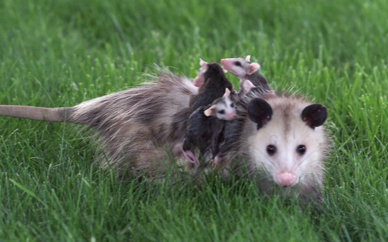 4 Opossum AP