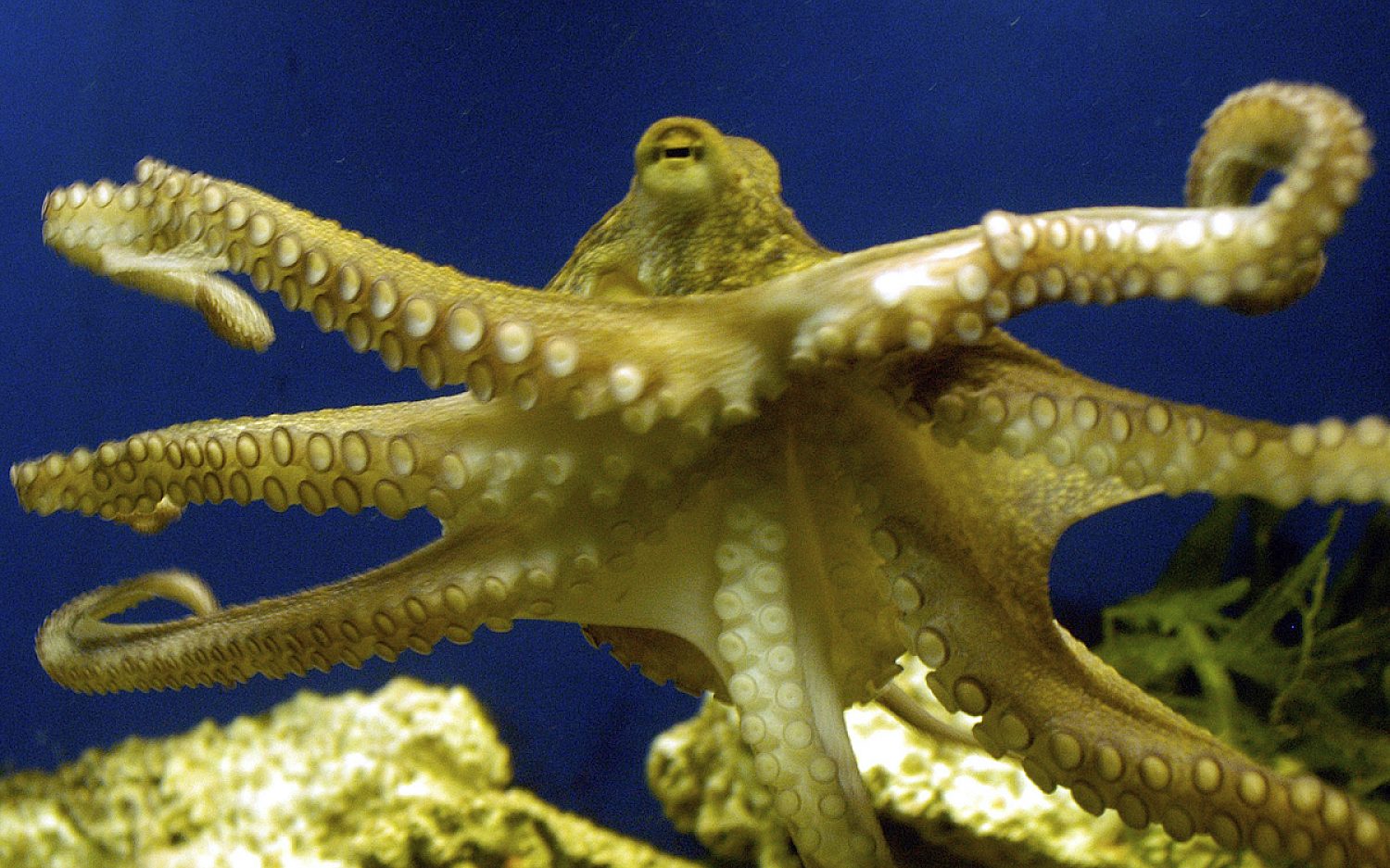 4 Smartest creatures AP