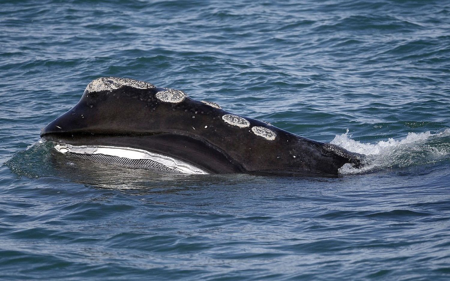4 Whale graveyard AP t