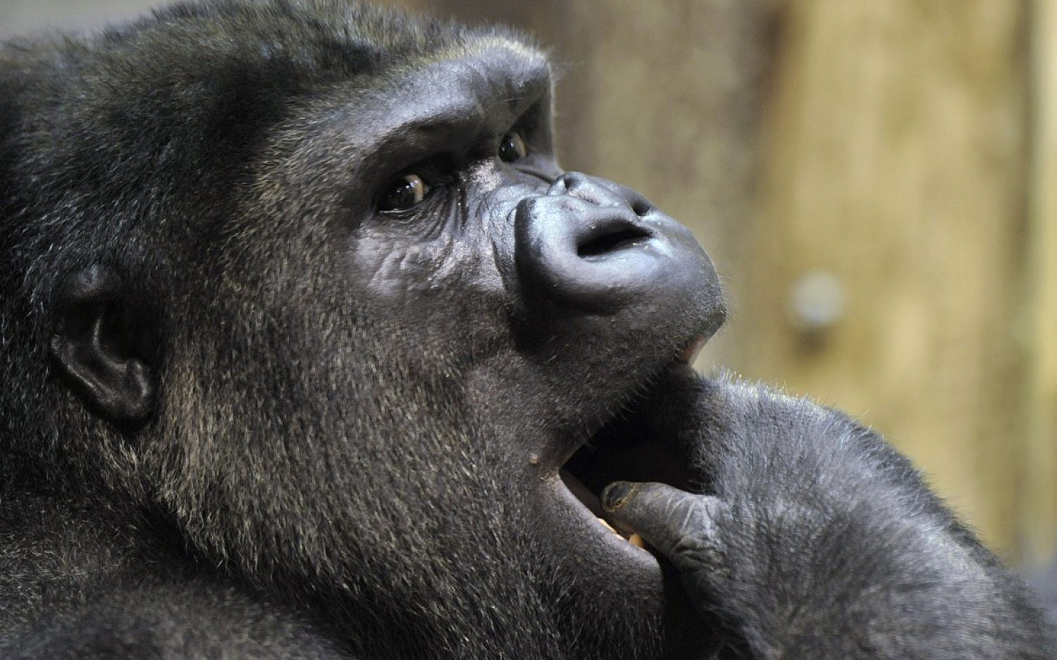 4 animal talk AP k 2