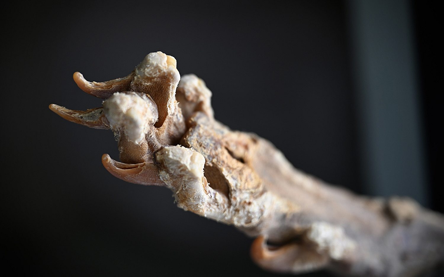 4 cheetah mummies AP k