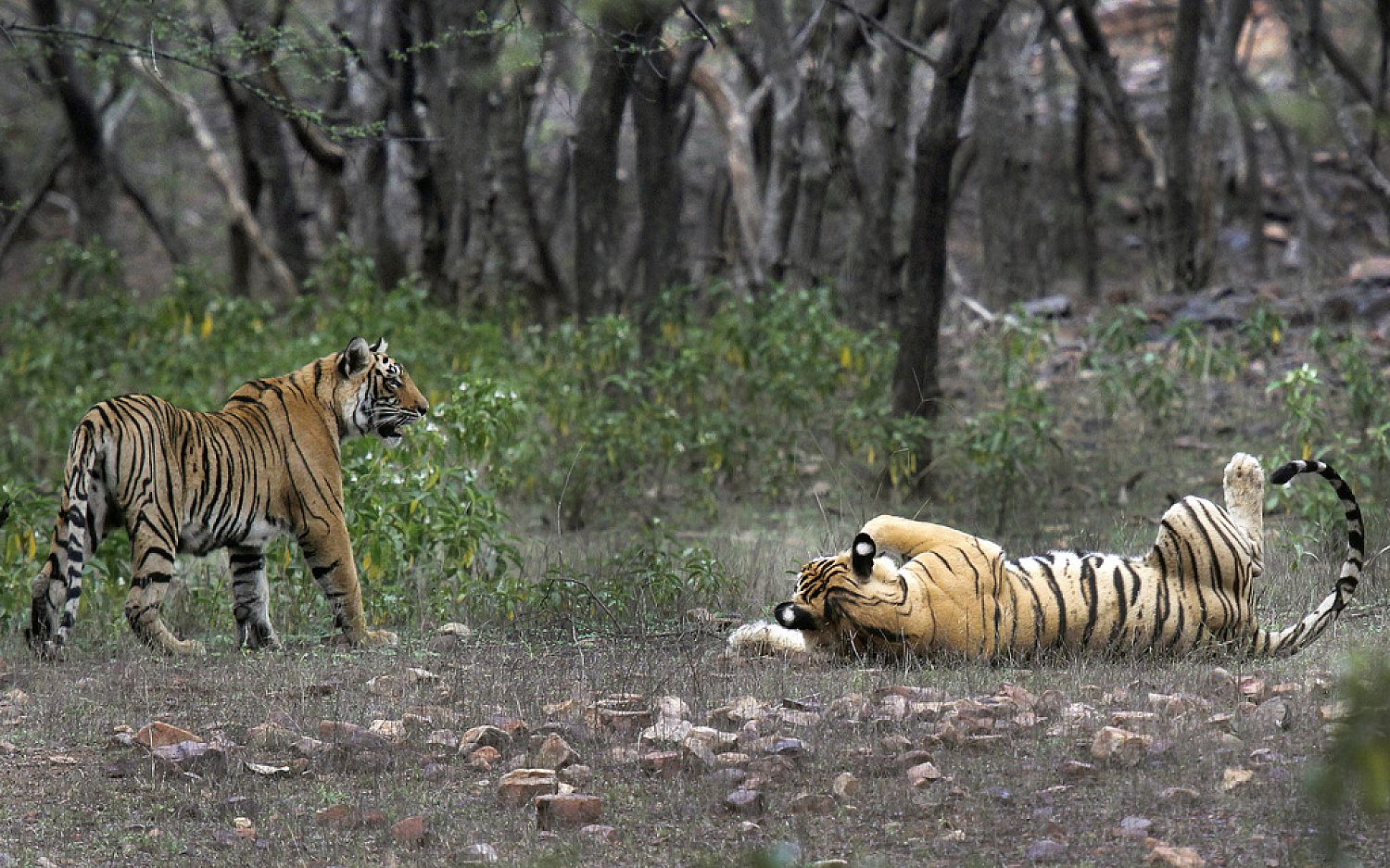 4 indiatigers AP