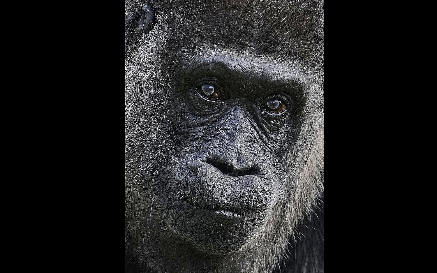4 oldest gorilla AP