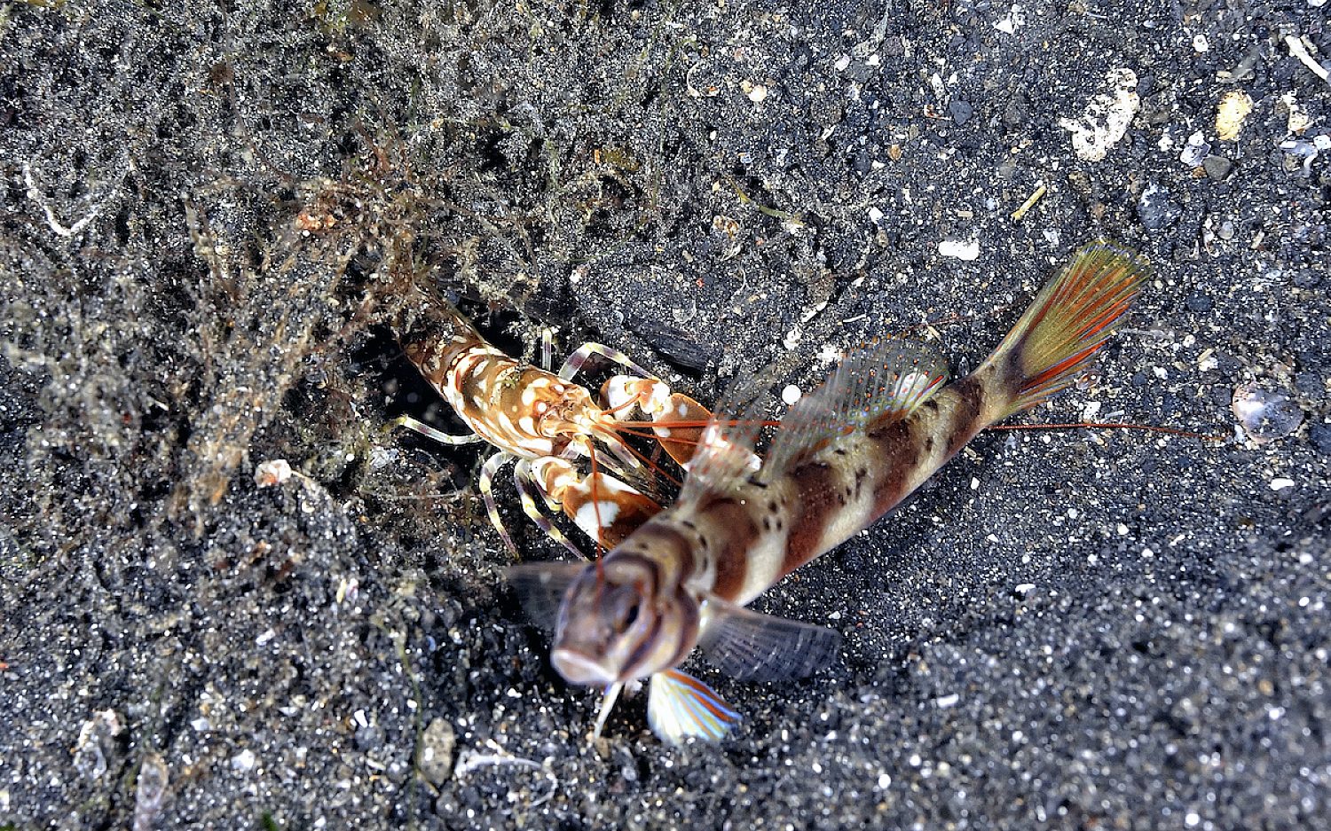 4 shrimp goby Getty Images
