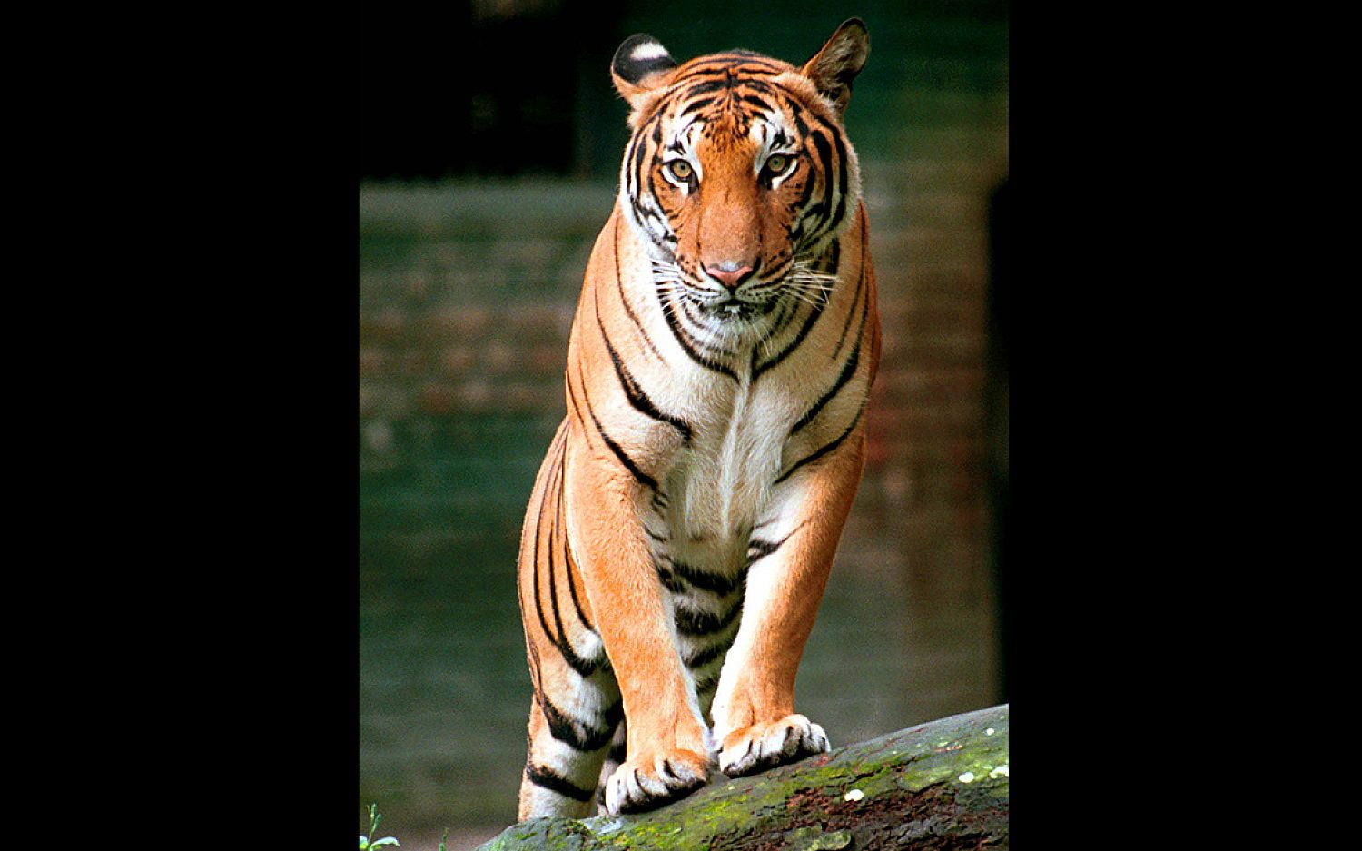 4 tigertypes AP