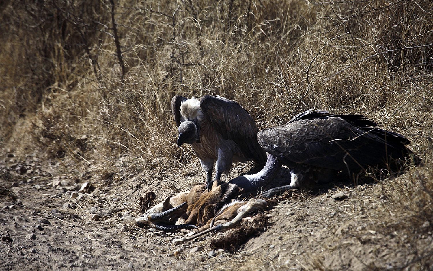 4 vultures AP k