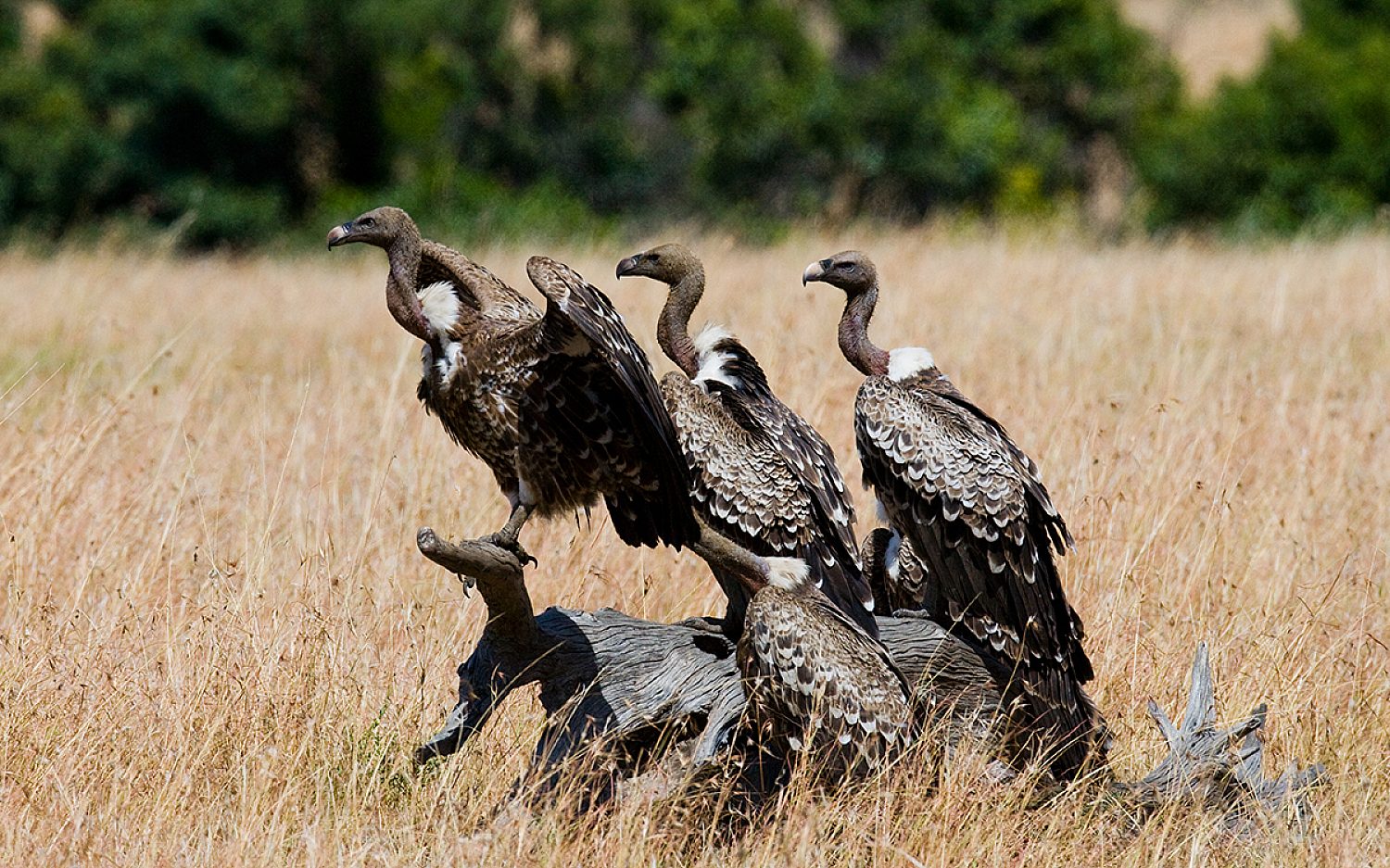 4 vultures AP2 k