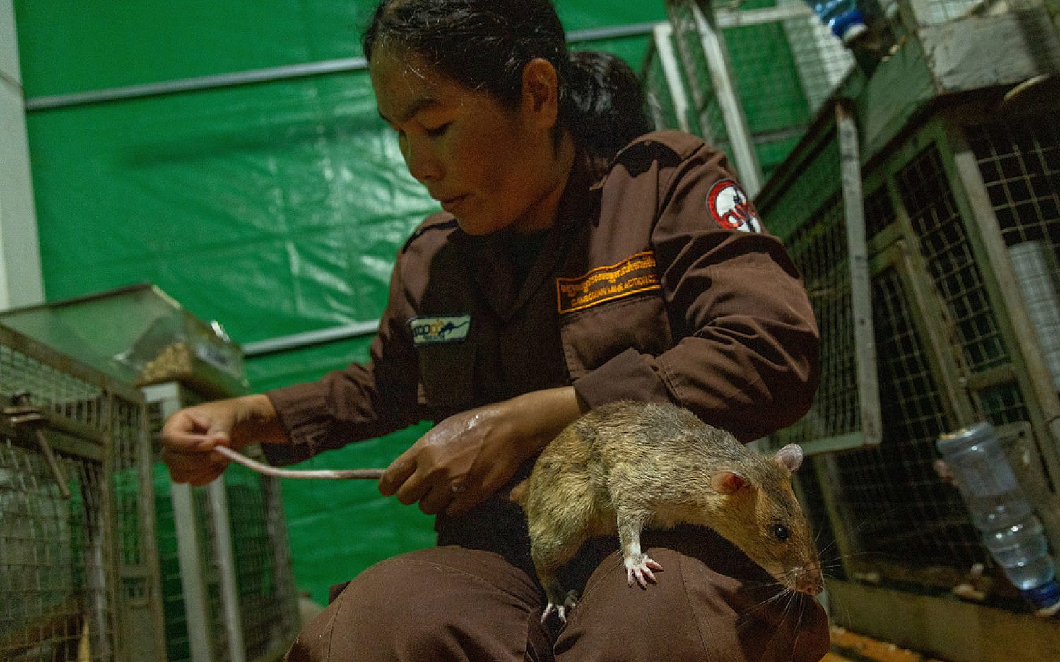 5 Cambodia rats AP