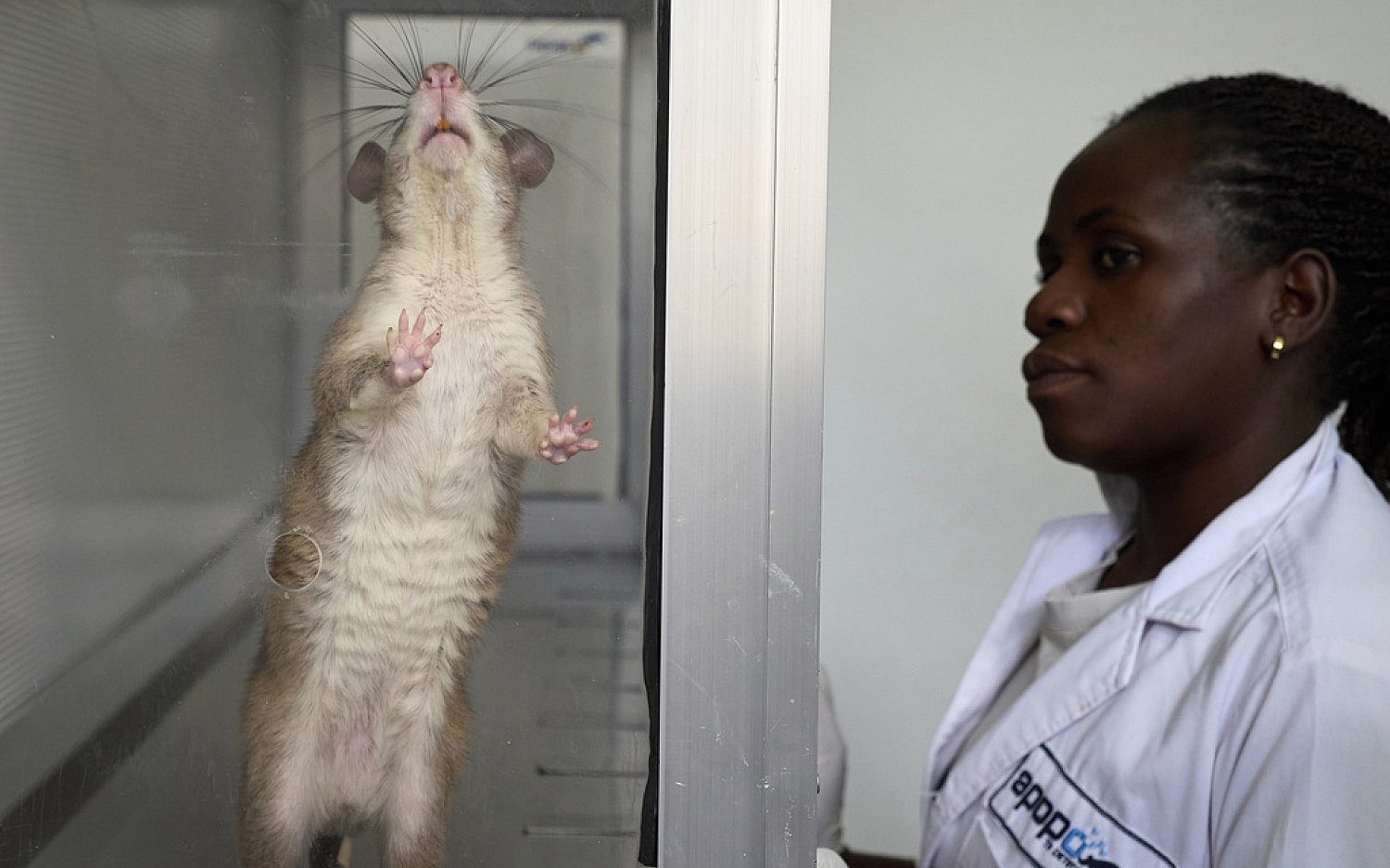 5 Tanzania rats AP