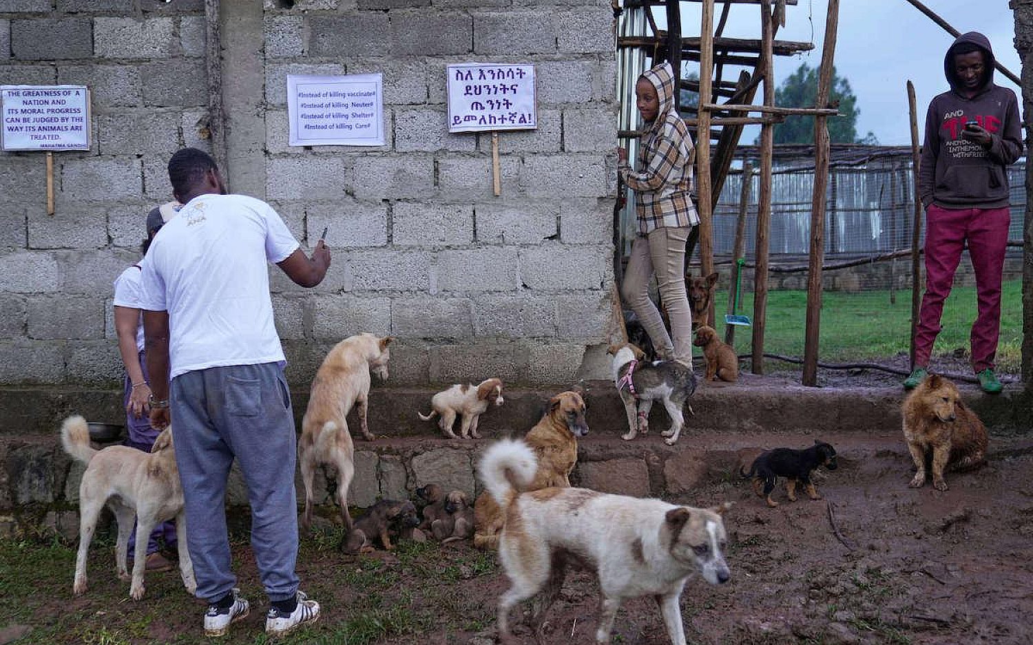 5 Ethiopia dogs AP k
