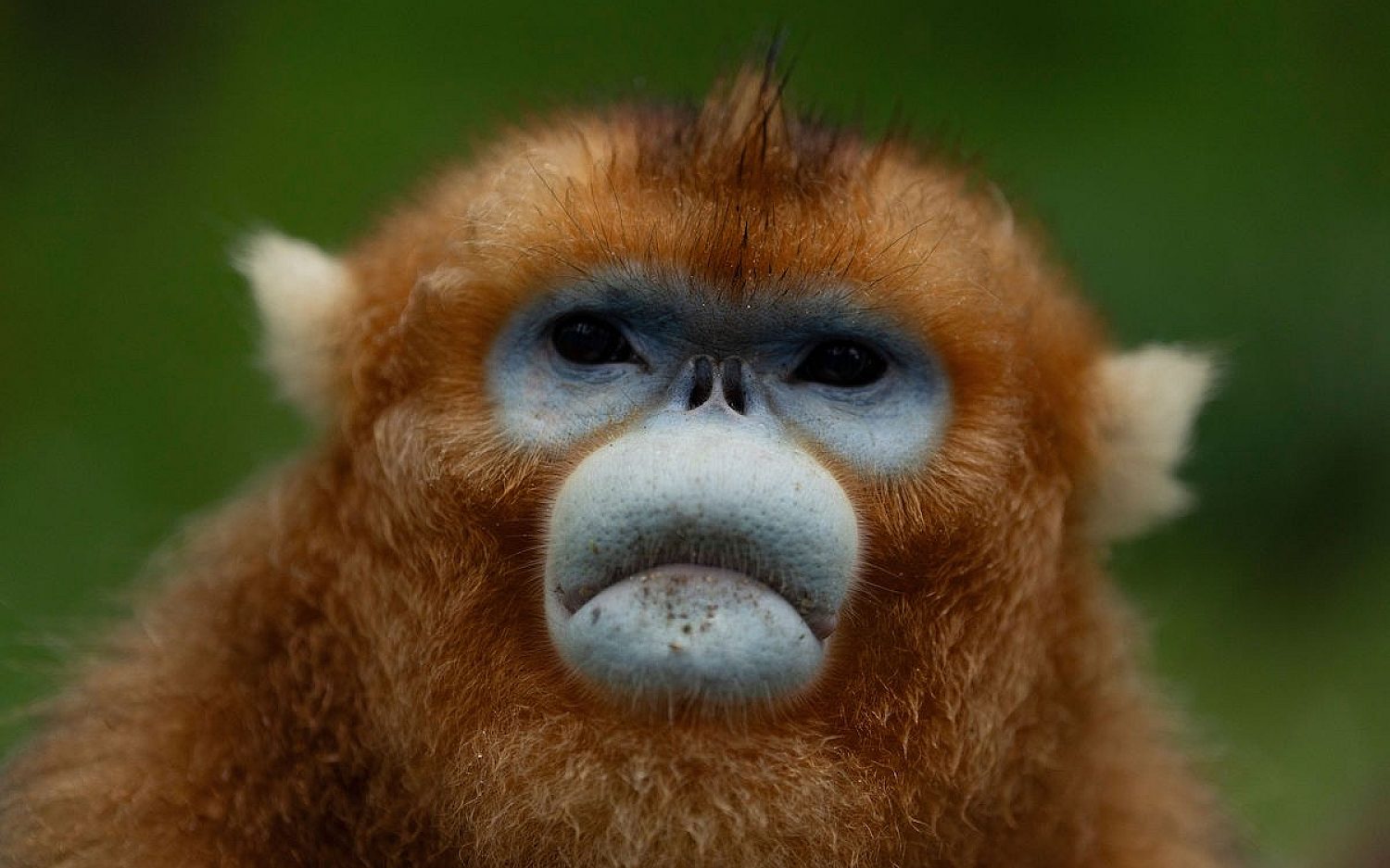 5 Golden monkeys AP k