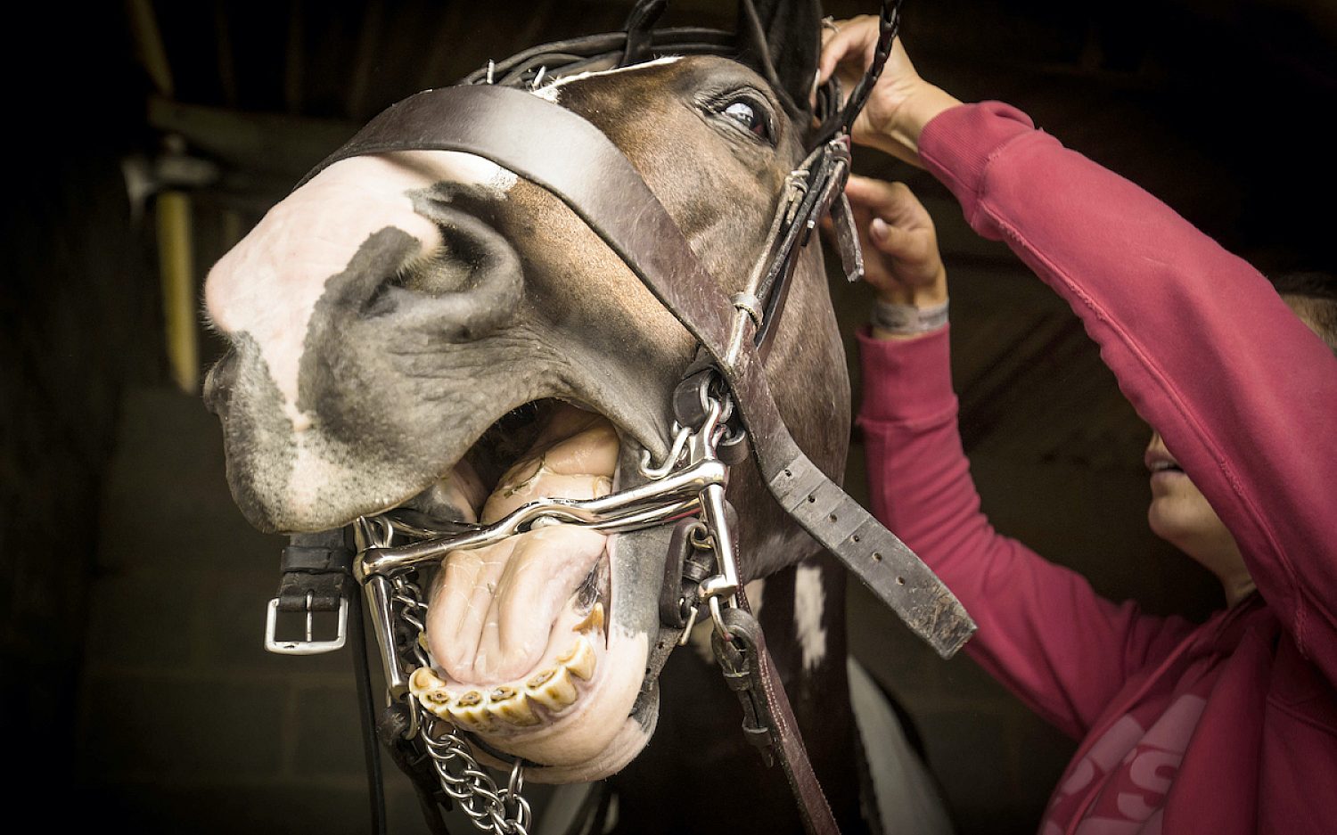 5 Horse neigh AP k
