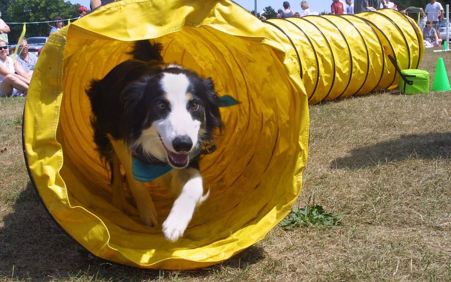 5 Smartest creatures AP