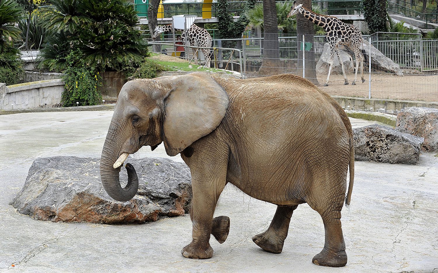 5 elderlyelephant AP