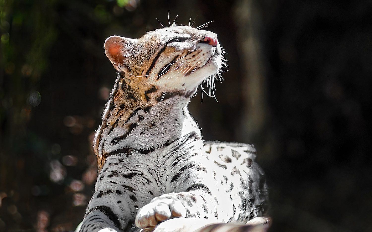 5 ocelot Envato