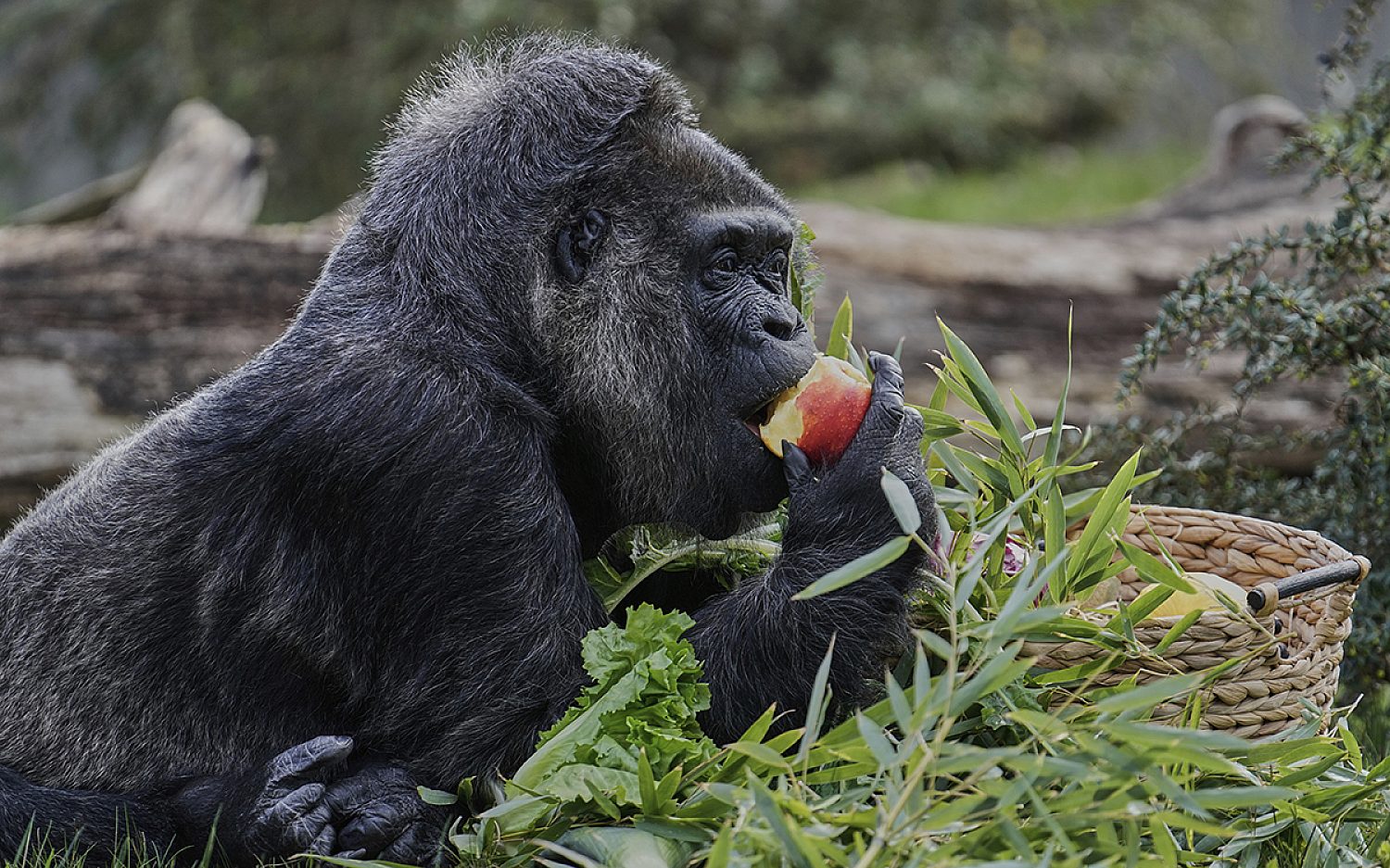5 oldest gorilla AP