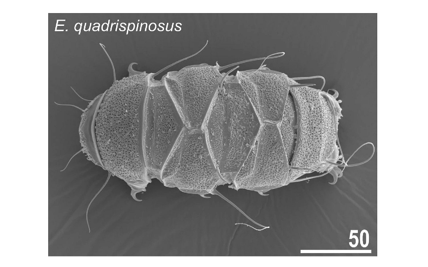 5 tardigrades credit Gąsiorek P Sørensen M V Lillemark M R et al