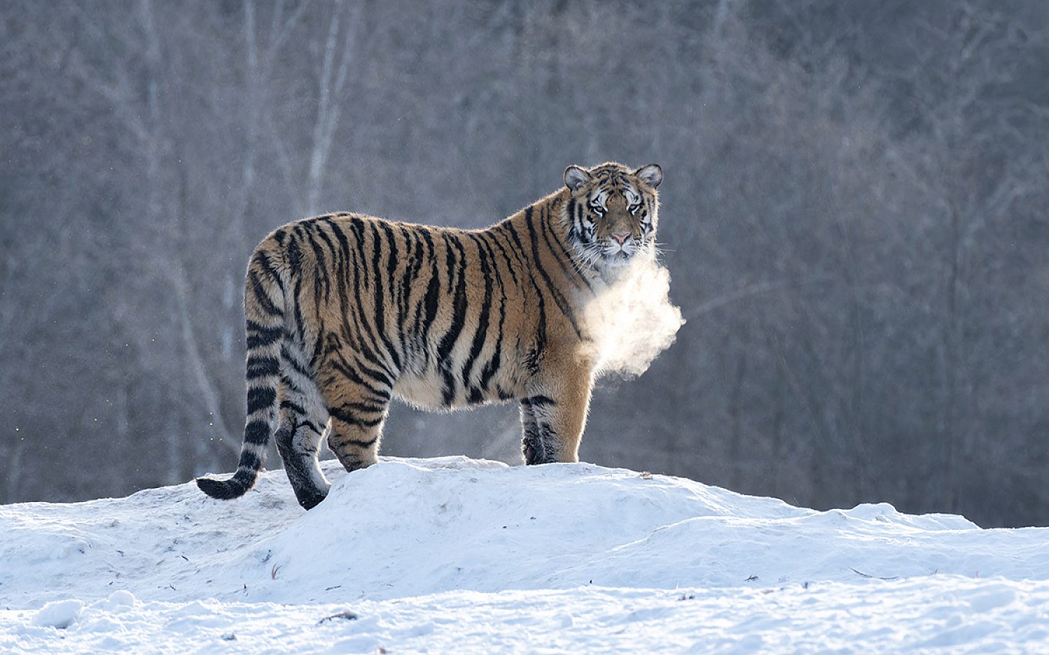 5 tigertypes AP