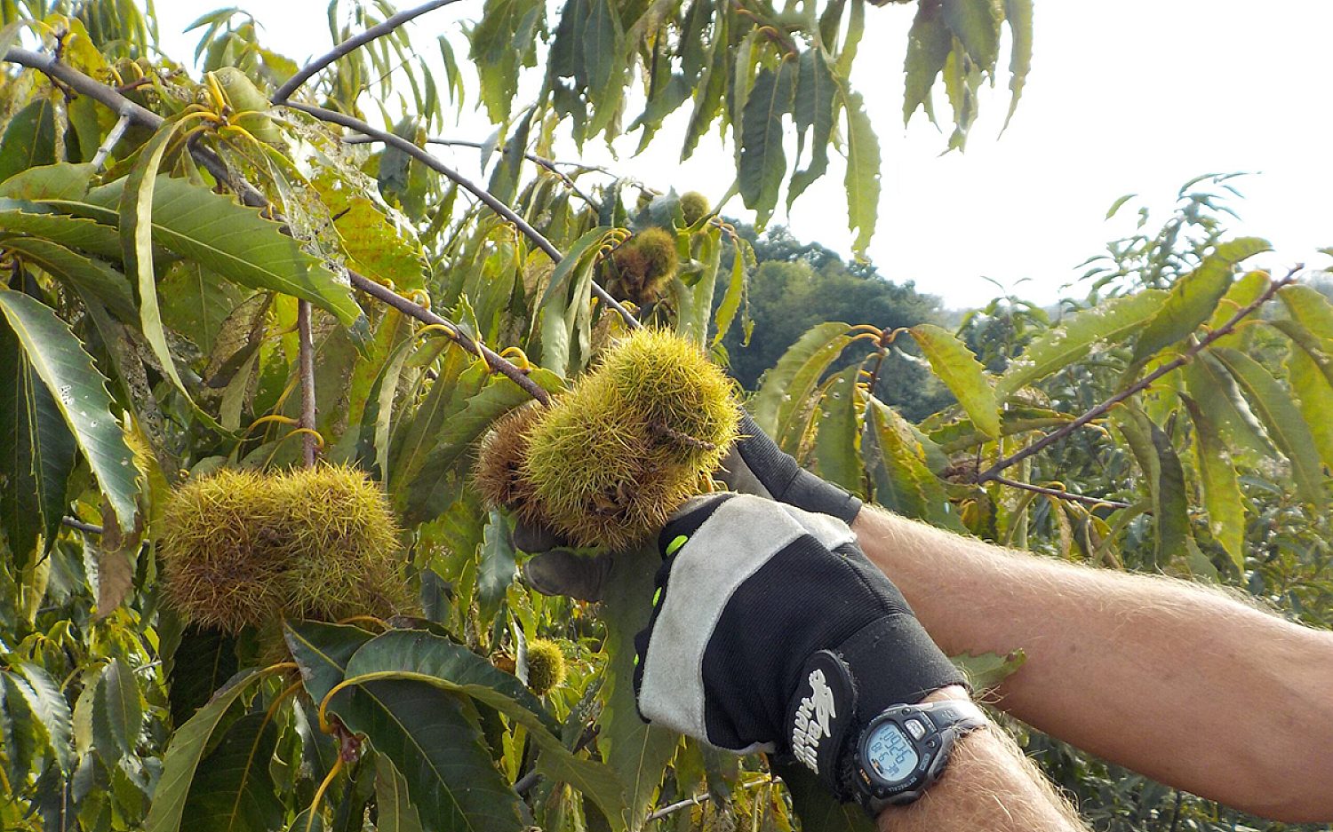6 chestnut volunteers TACF k