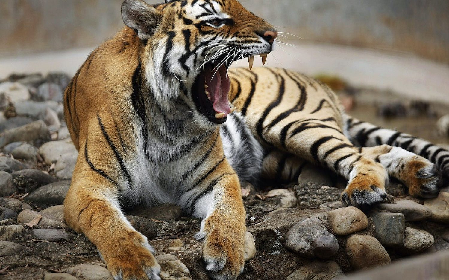 6 indiatigers AP