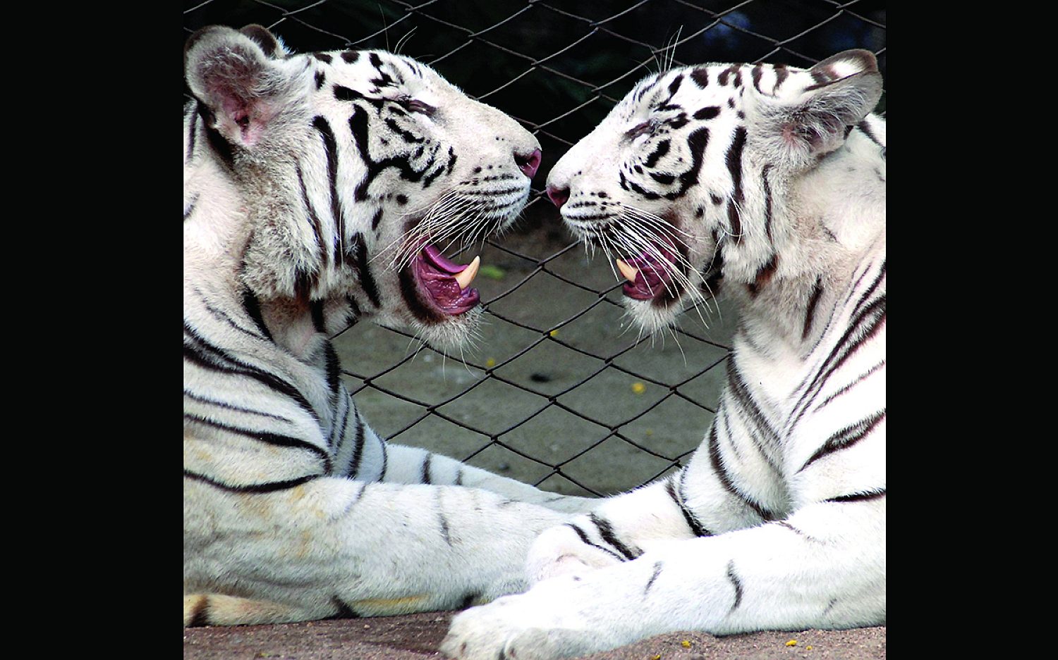 6 tigertypes AP