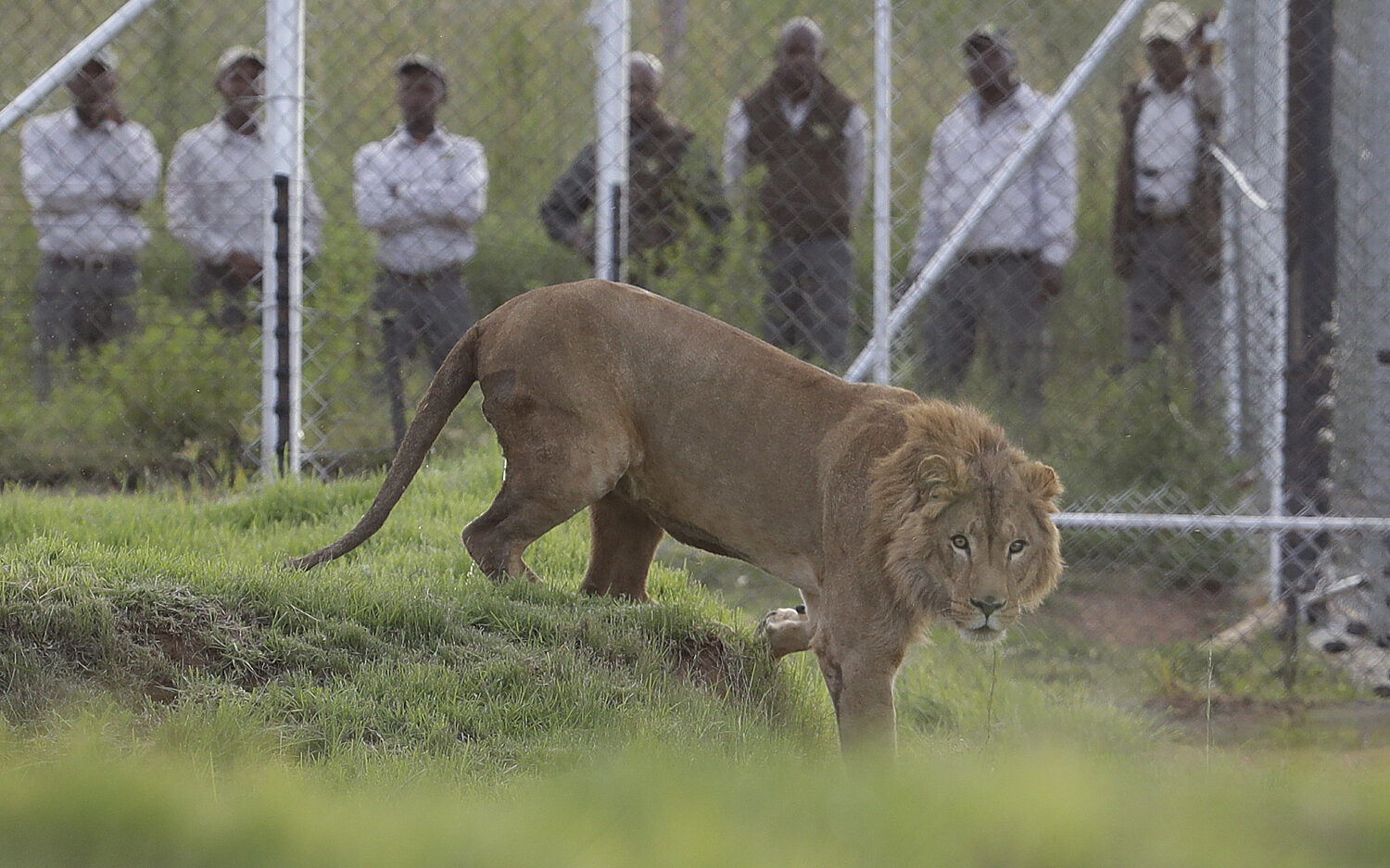 Lion Rescue | God's World News