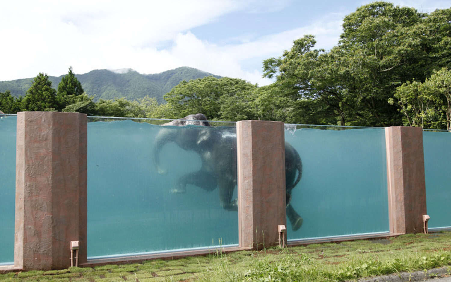 APTOPIX20 Japan20 Elephan Kolz 750x505