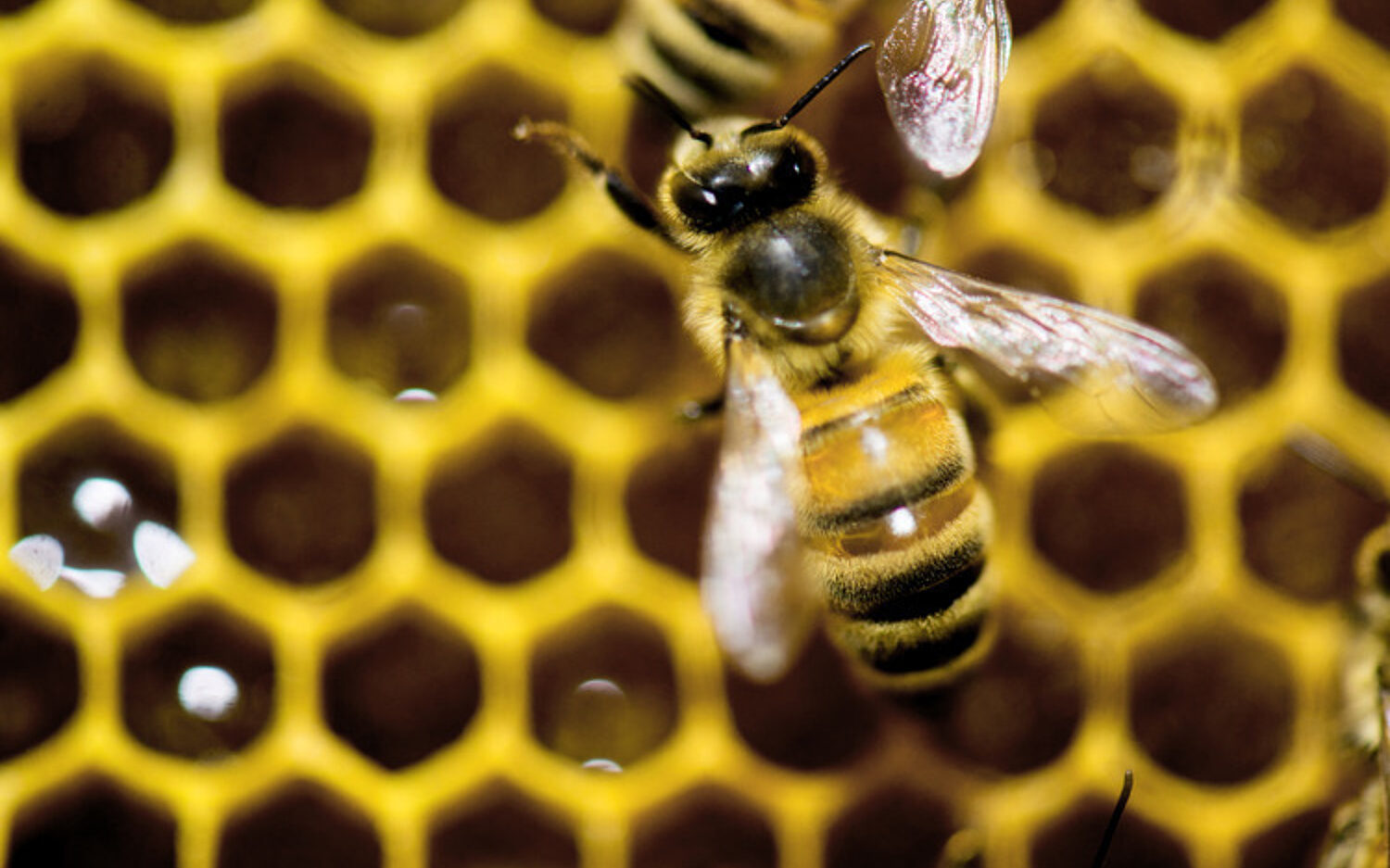 Bee20 Plan Kolz 750x501 0
