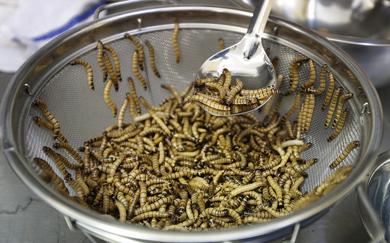 CABM202 edibleinsects 750x482