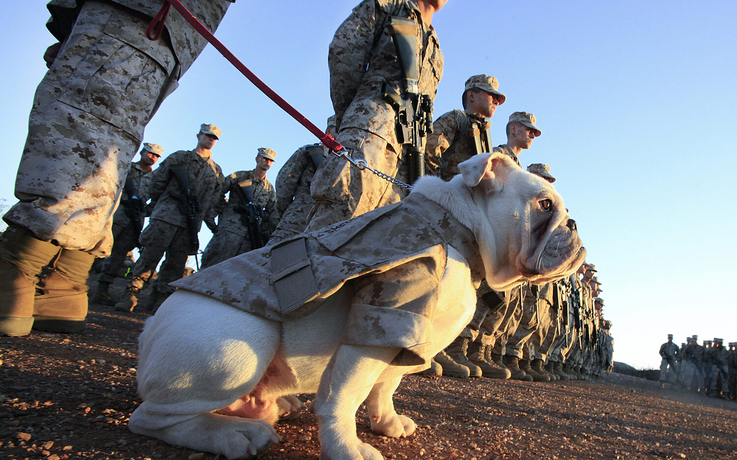CADIU102 marinedog