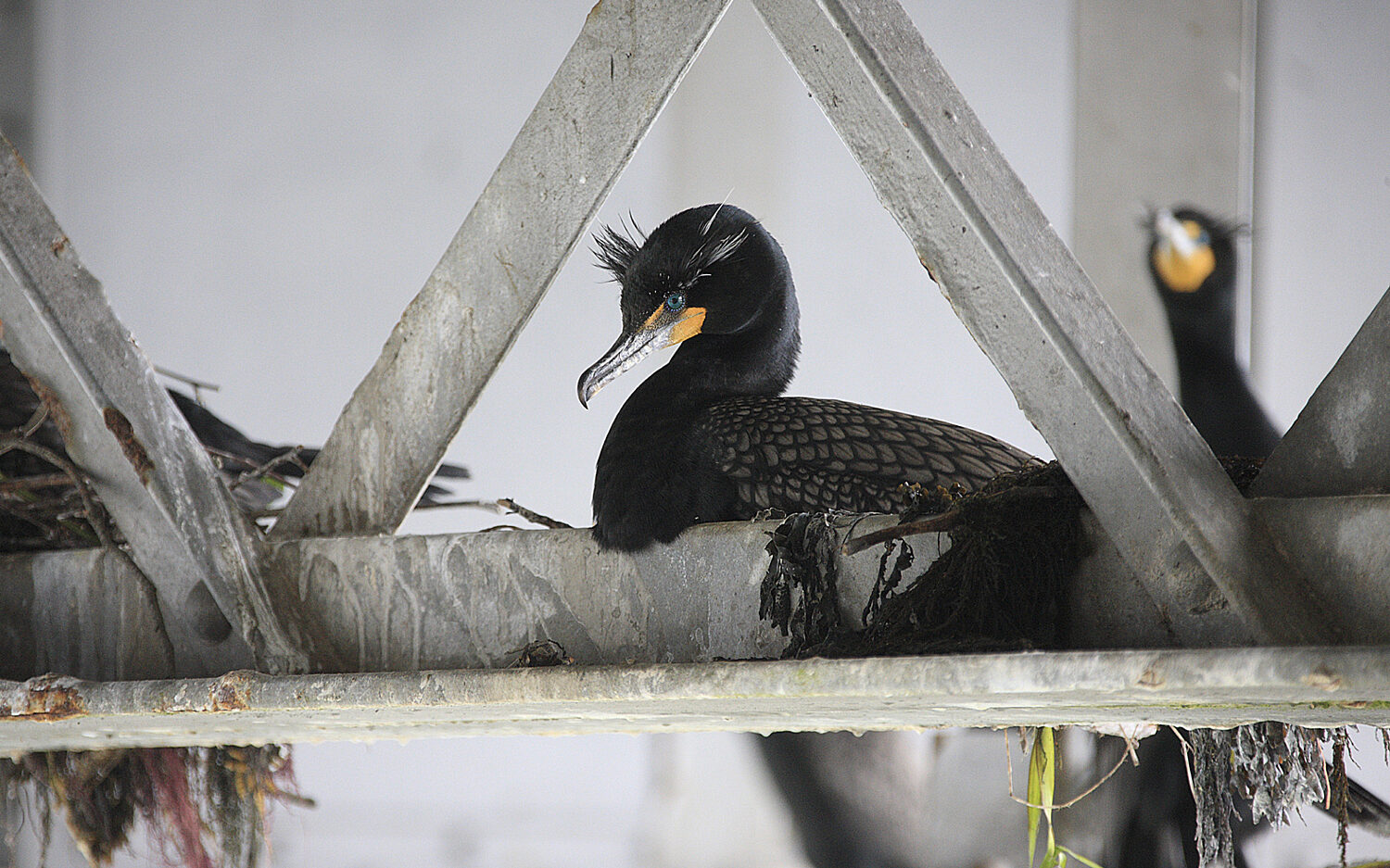 Cormorant AP190123177219