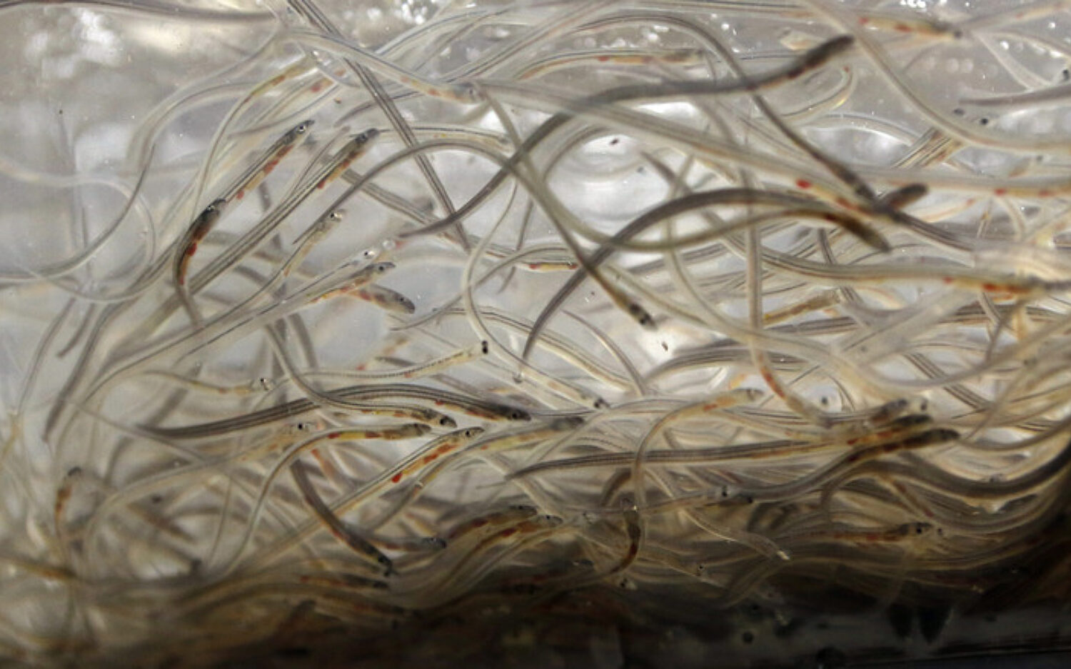 Elver20 Season Kolz2028129 2 750x439