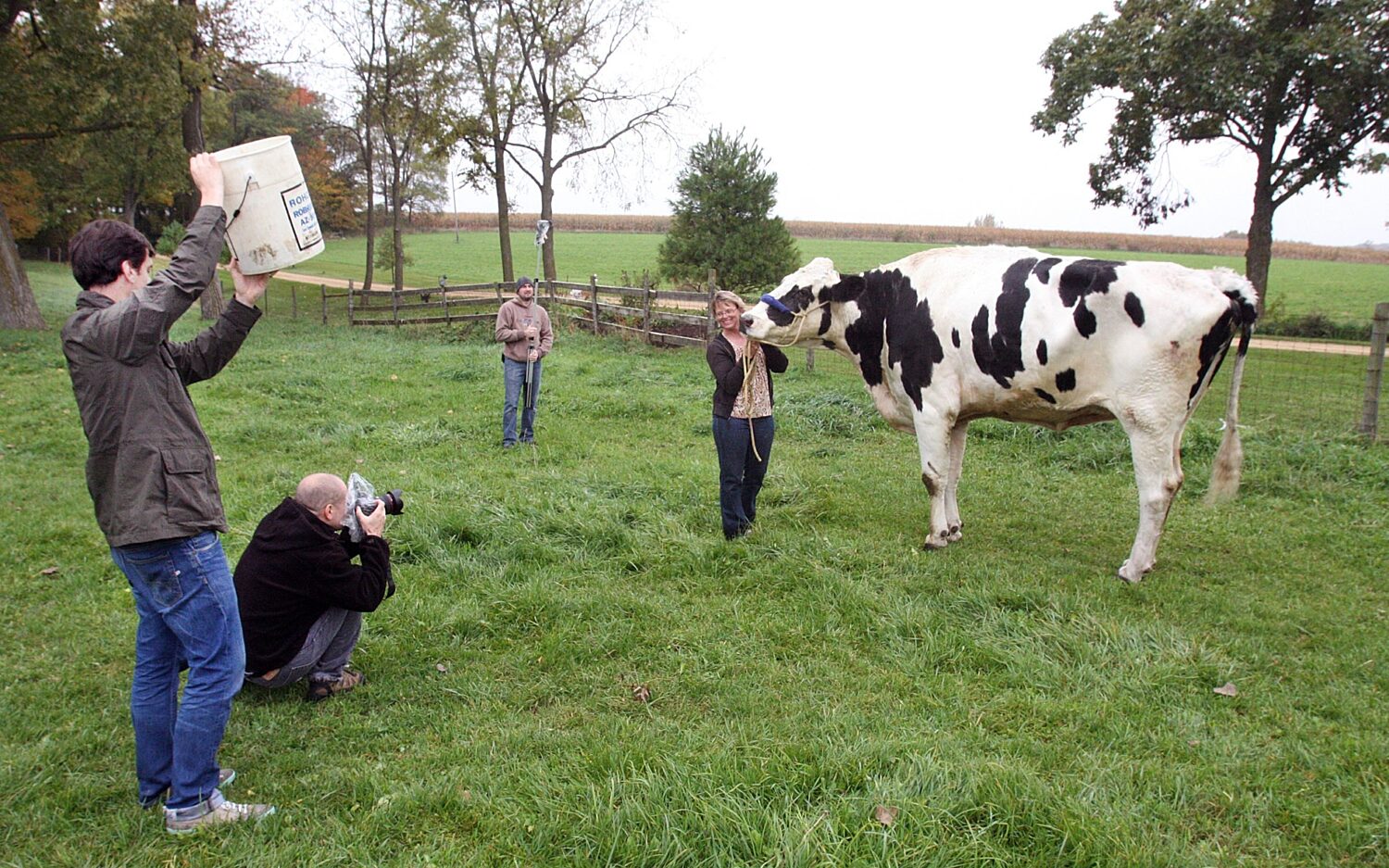 ILFRE101 tallestcow